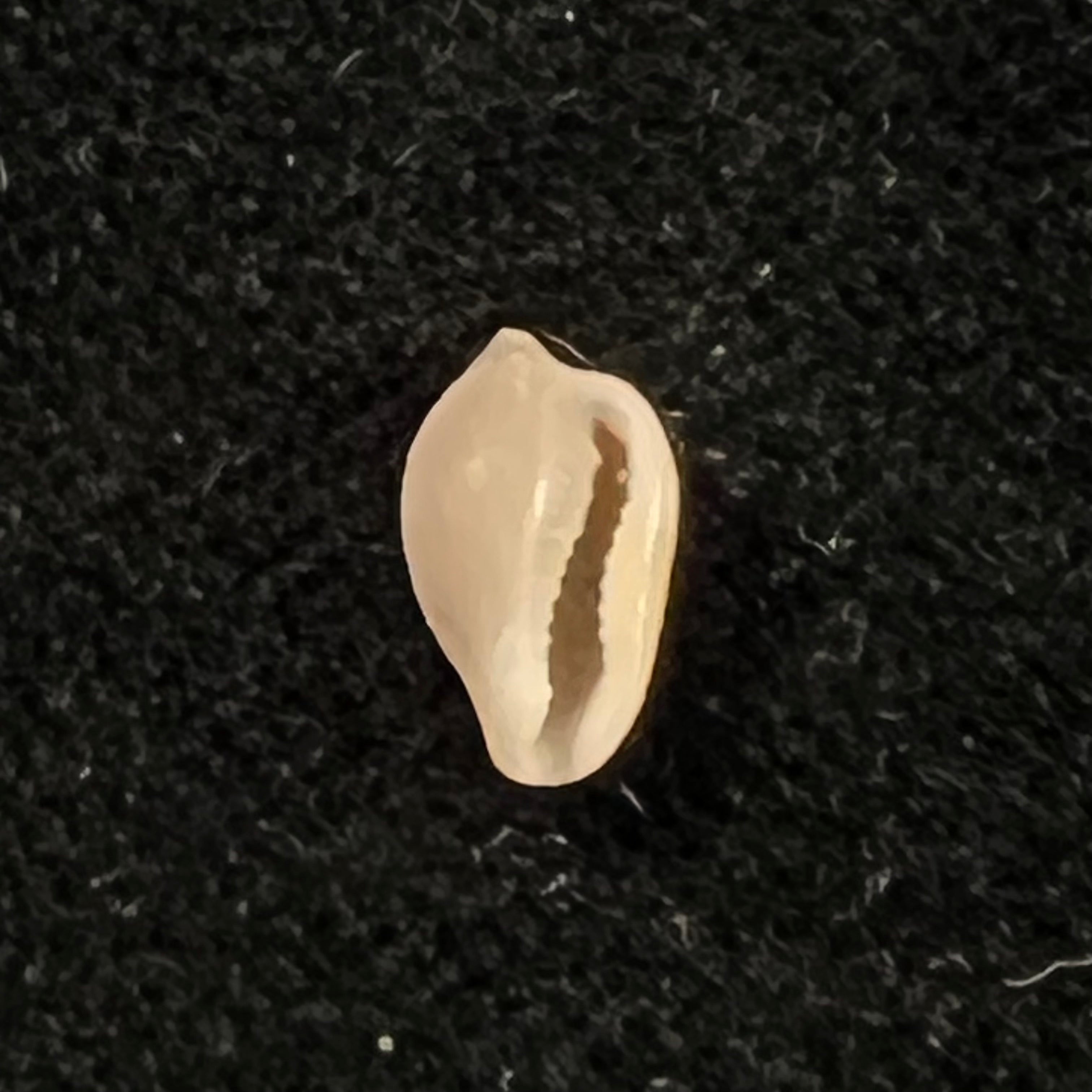Archierato columbella (Menke, 1847) - 8,5mm