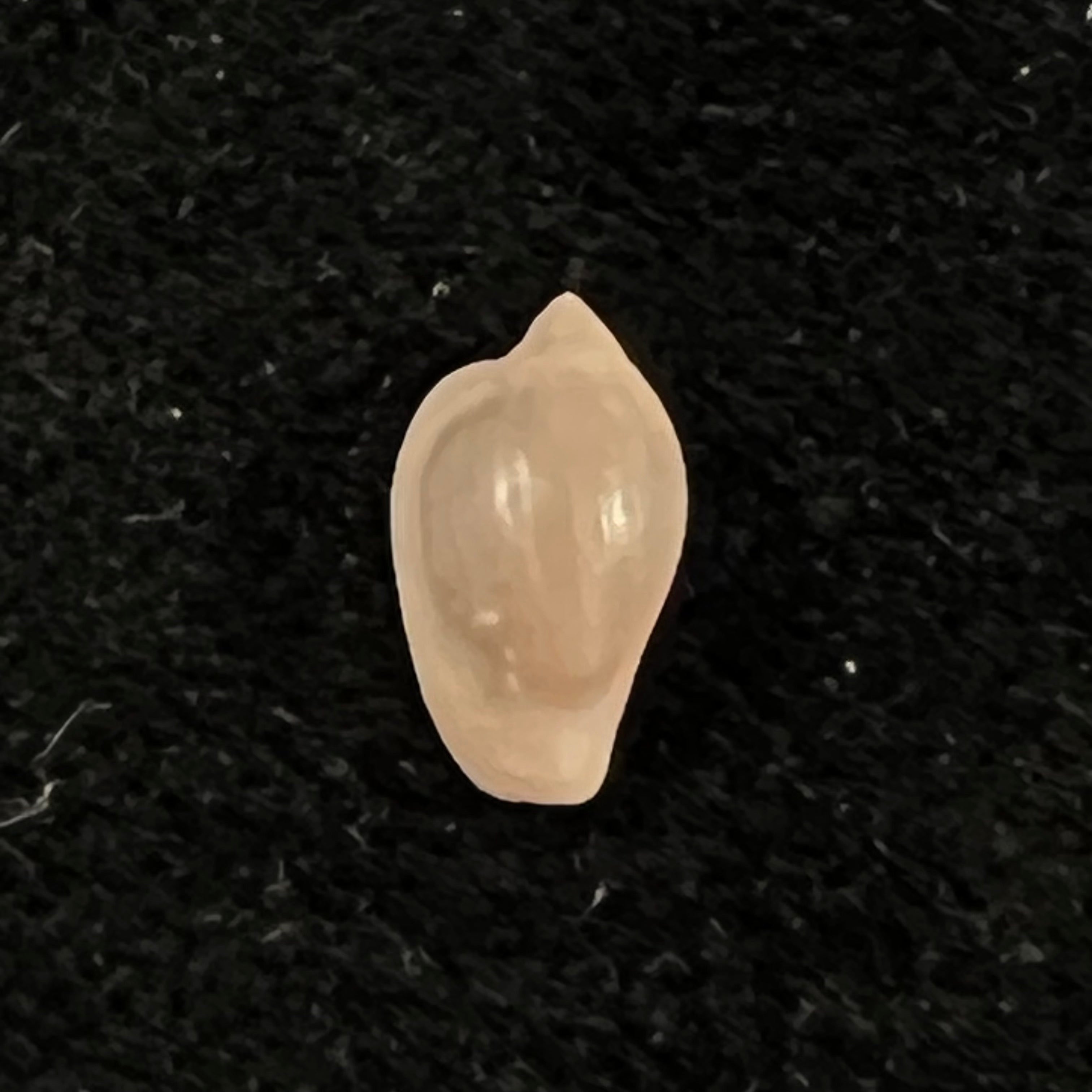Archierato columbella (Menke, 1847) - 9,8mm