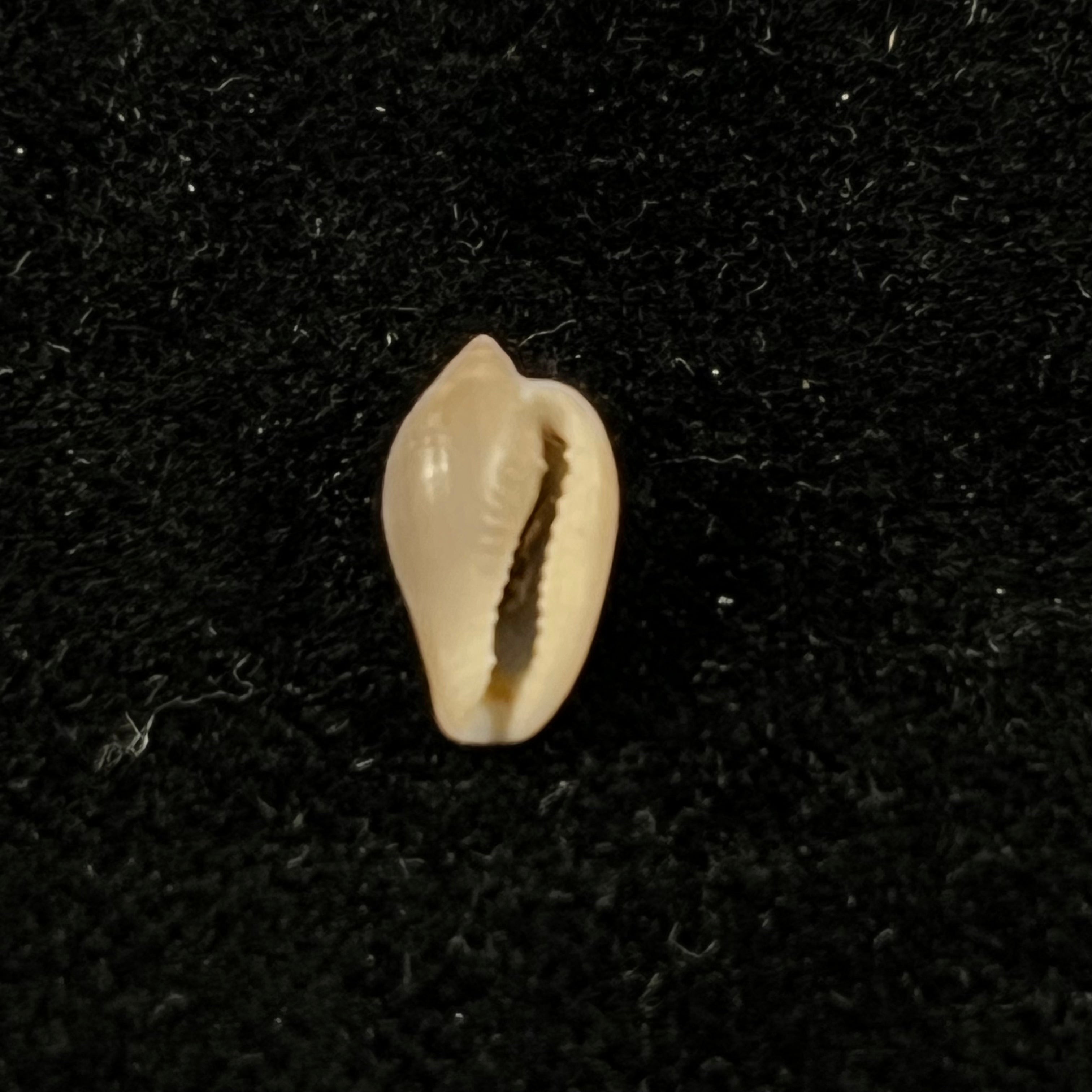 Archierato columbella (Menke, 1847) - 9,8mm
