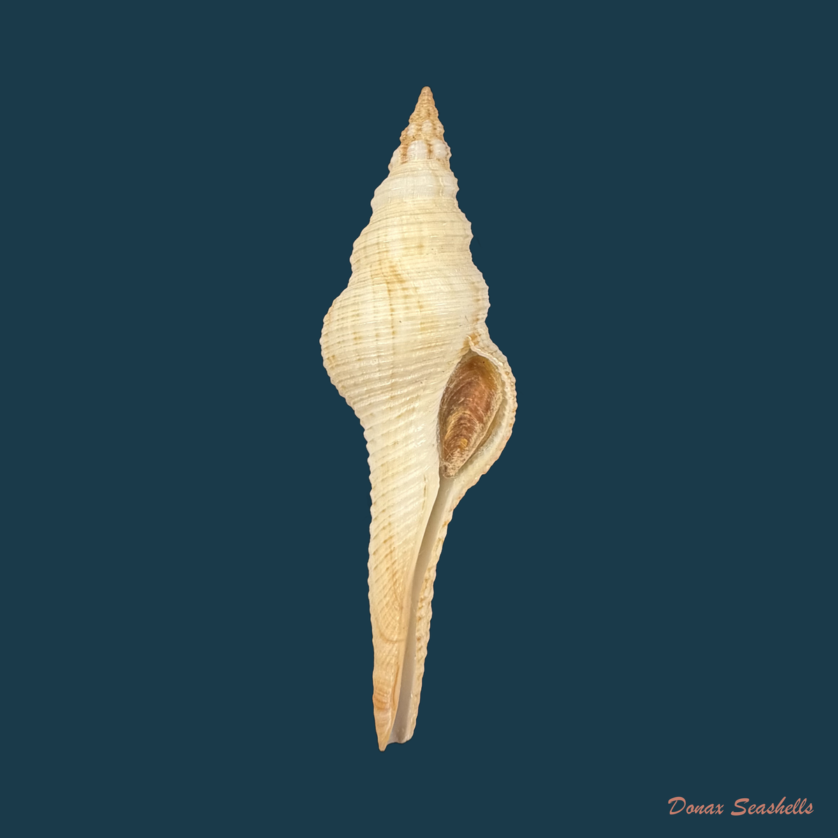 Fusinus dilectus (A. Adams, 1856) - 65,8mm