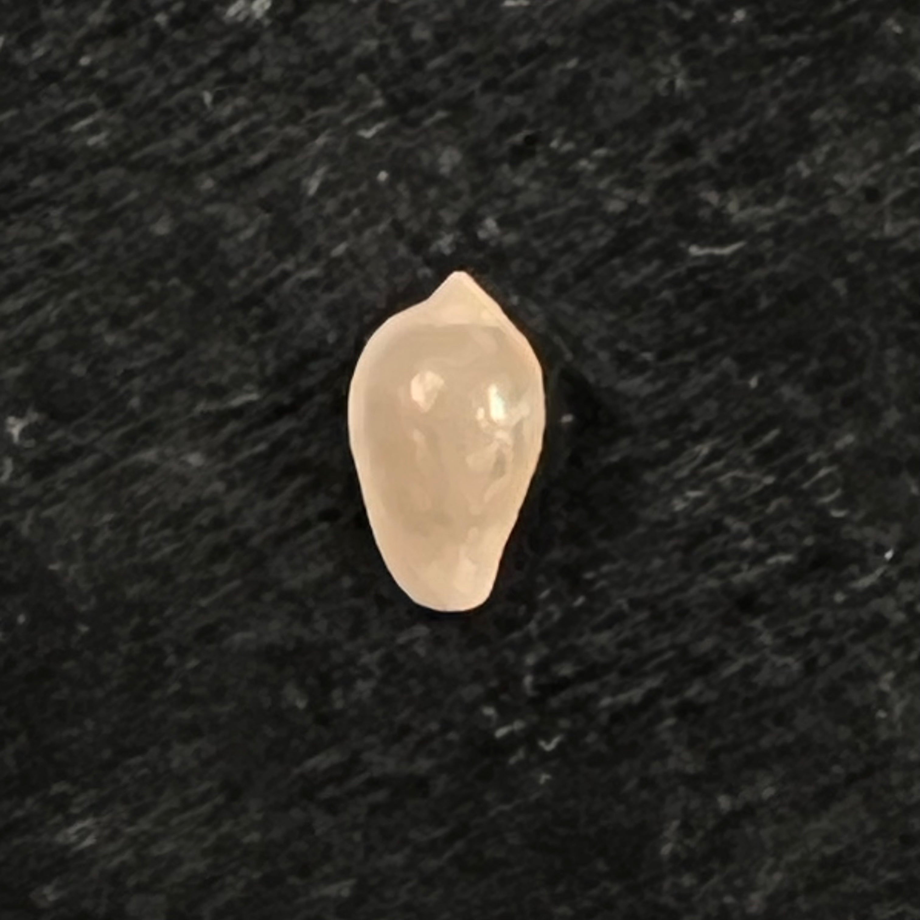 Archierato columbella (Menke, 1847) - 9,6mm