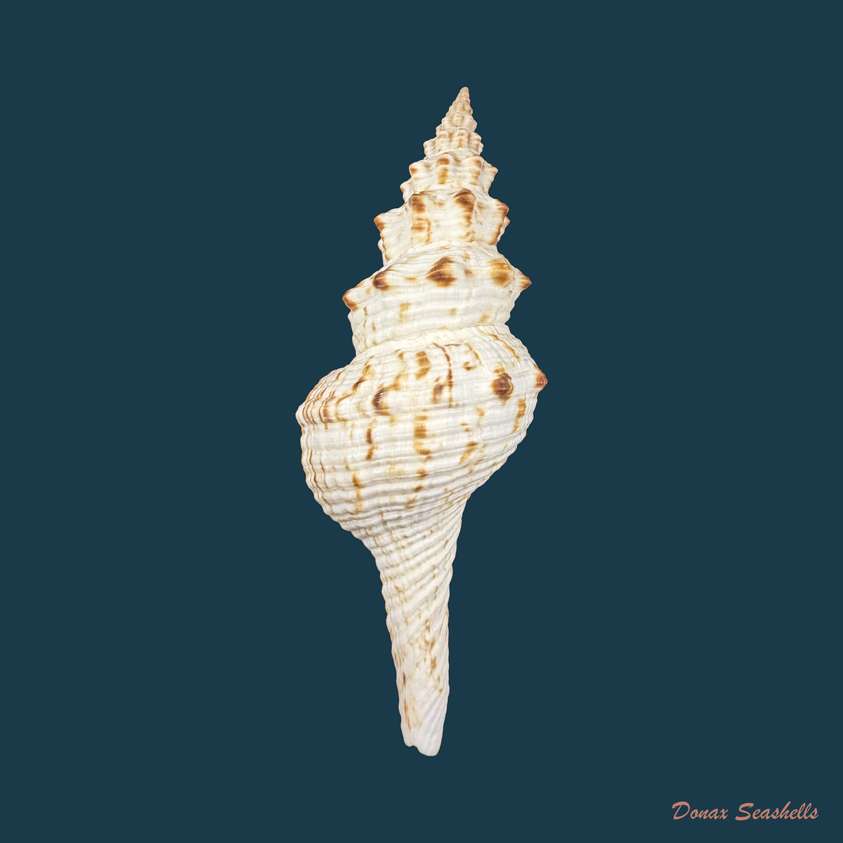 Fusinus panamensis Dall, 1908 - 117,4mm