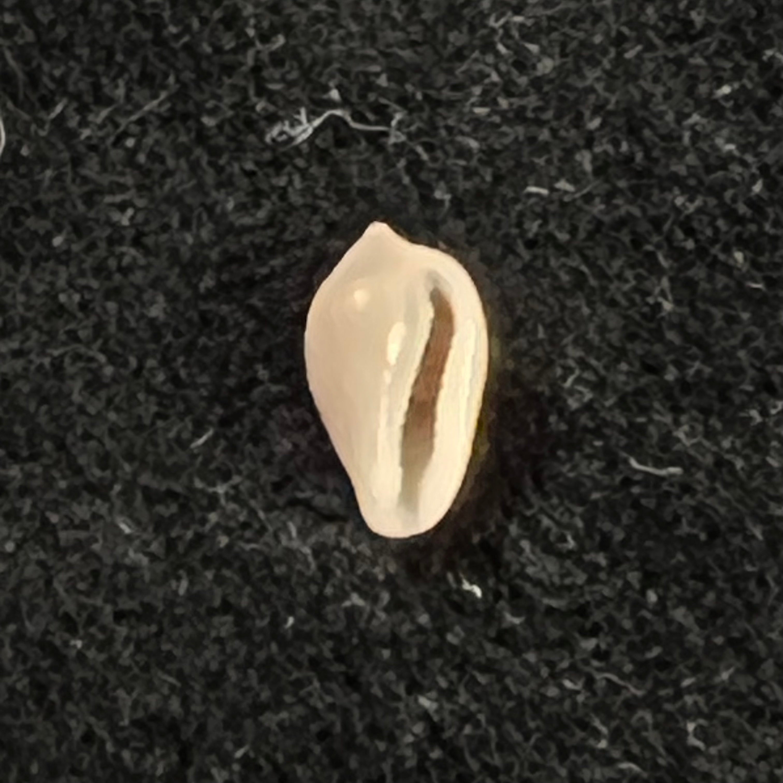 Archierato columbella (Menke, 1847) - 9,6mm