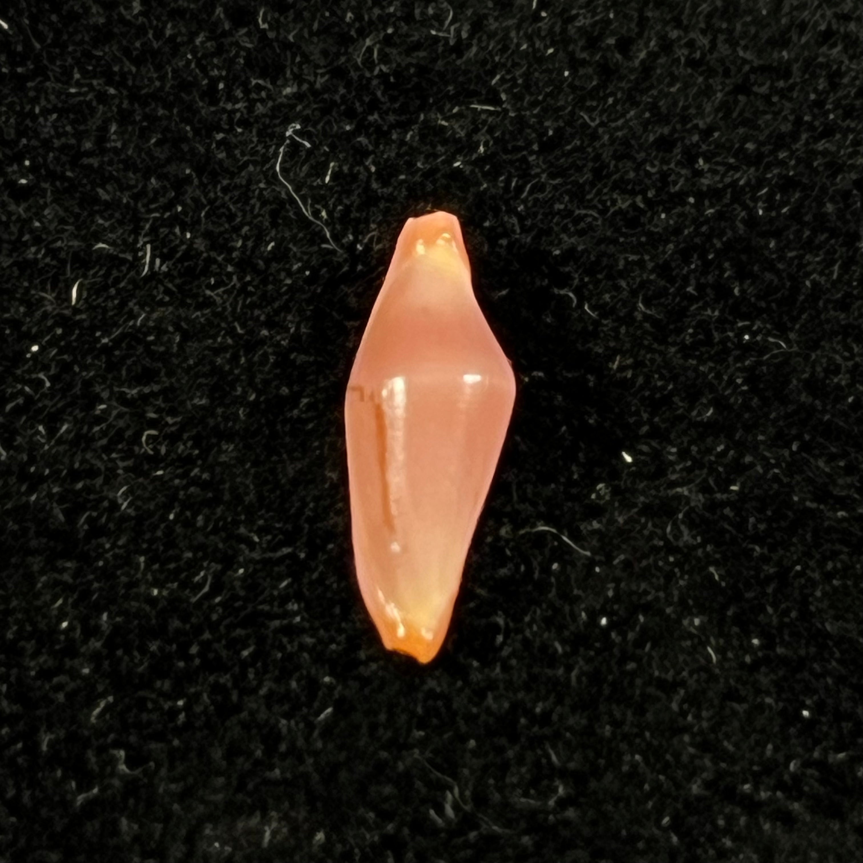 Crenavolva leopardus Fehse, 2002 - 11,9mm