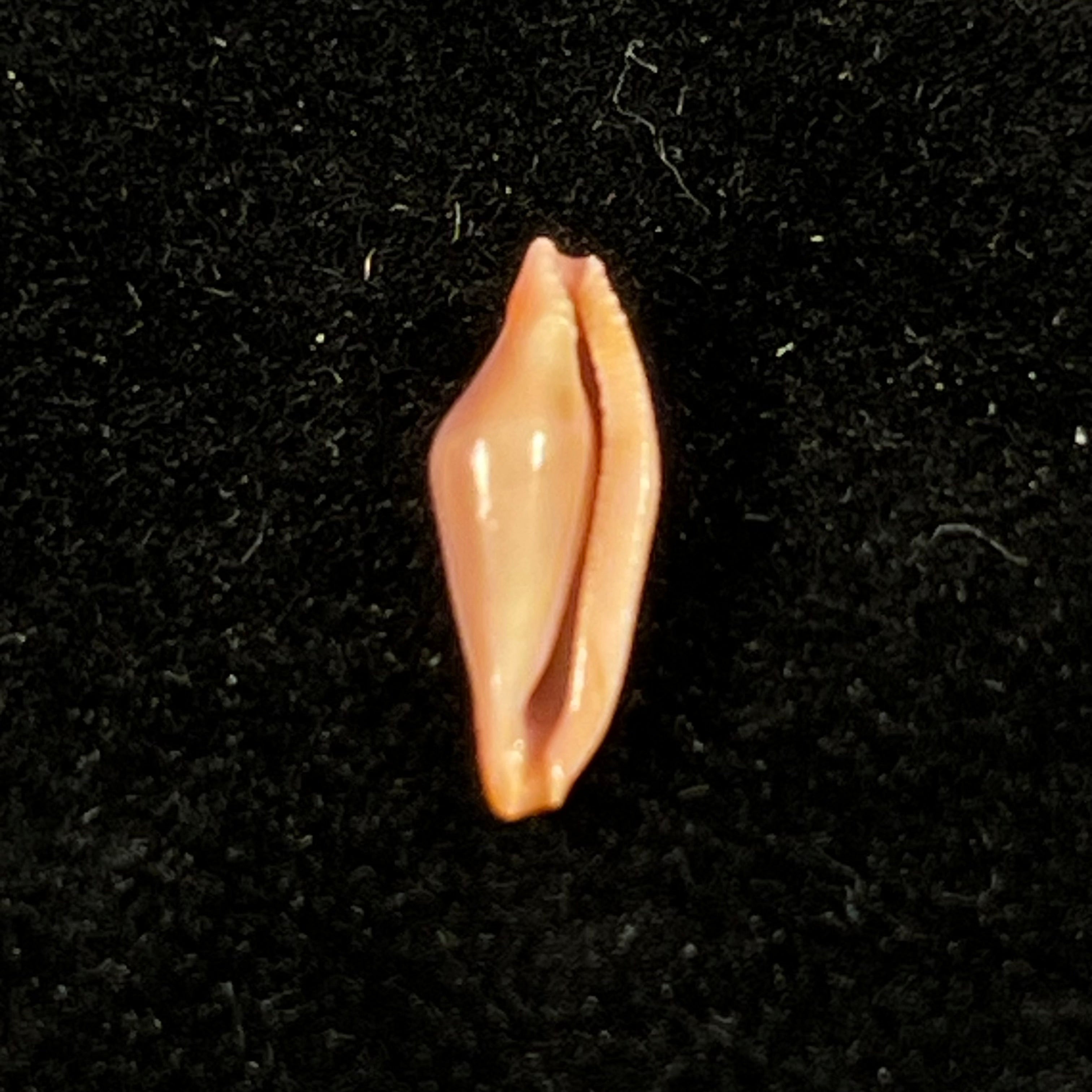 Crenavolva leopardus Fehse, 2002 - 11,9mm