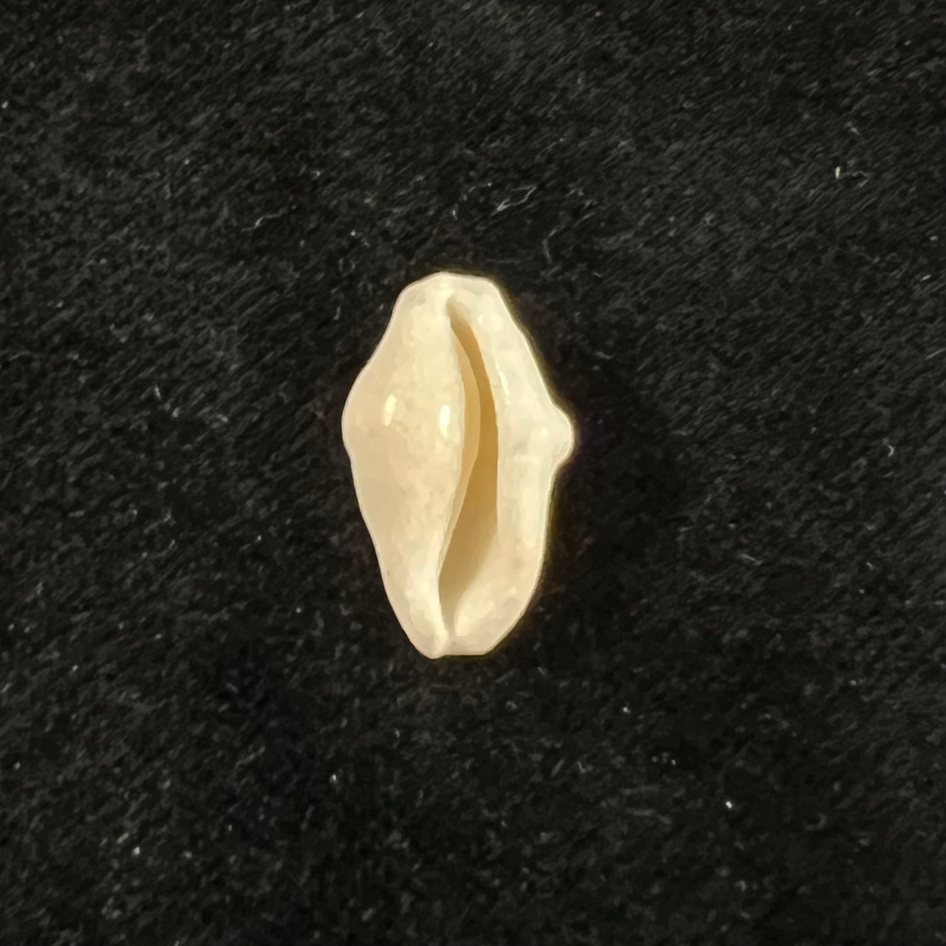 Cyphoma signatum Pilsbry & McGinty, 1939 - 18,6mm