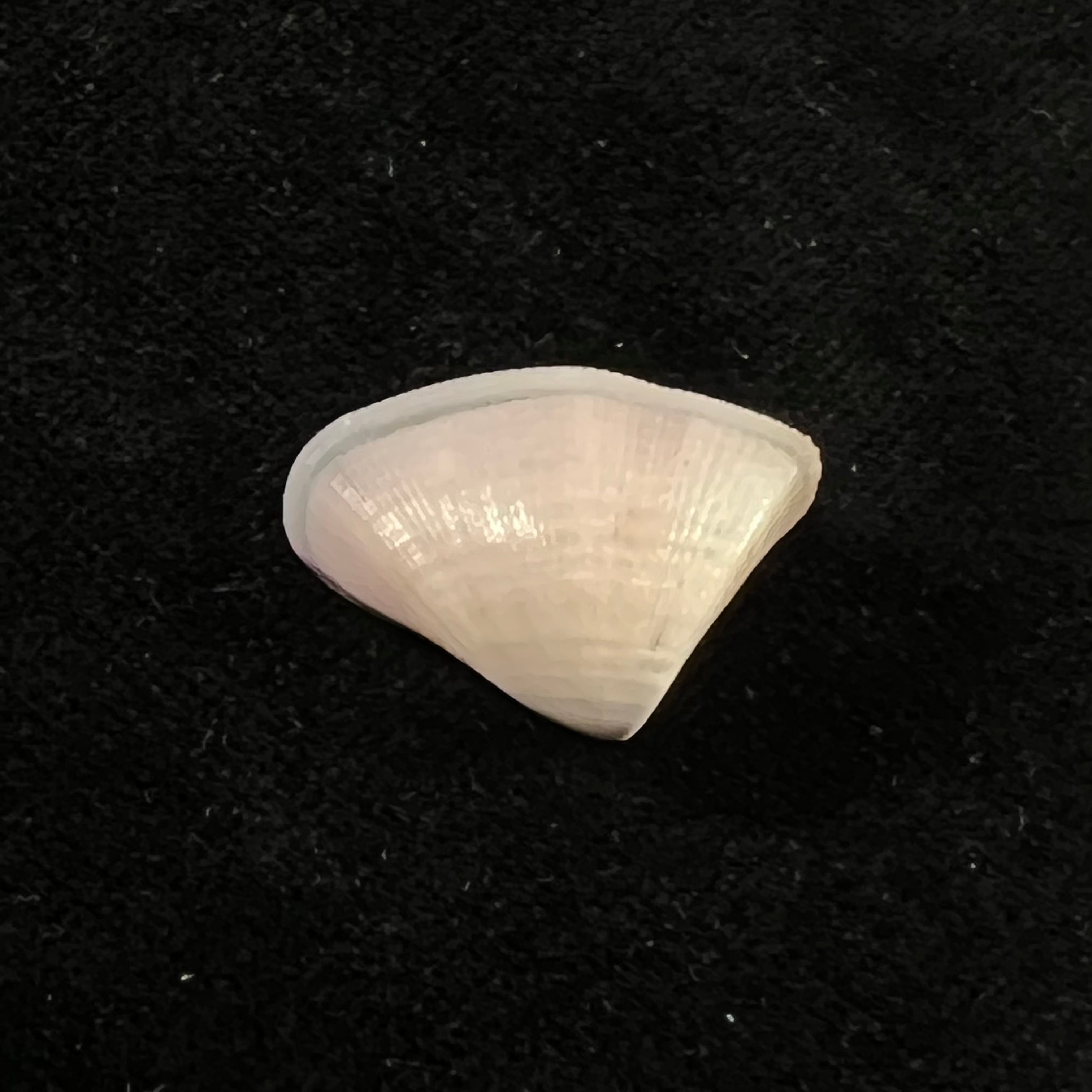 Donax striatus Linnaeus, 1767 - 24,3mm
