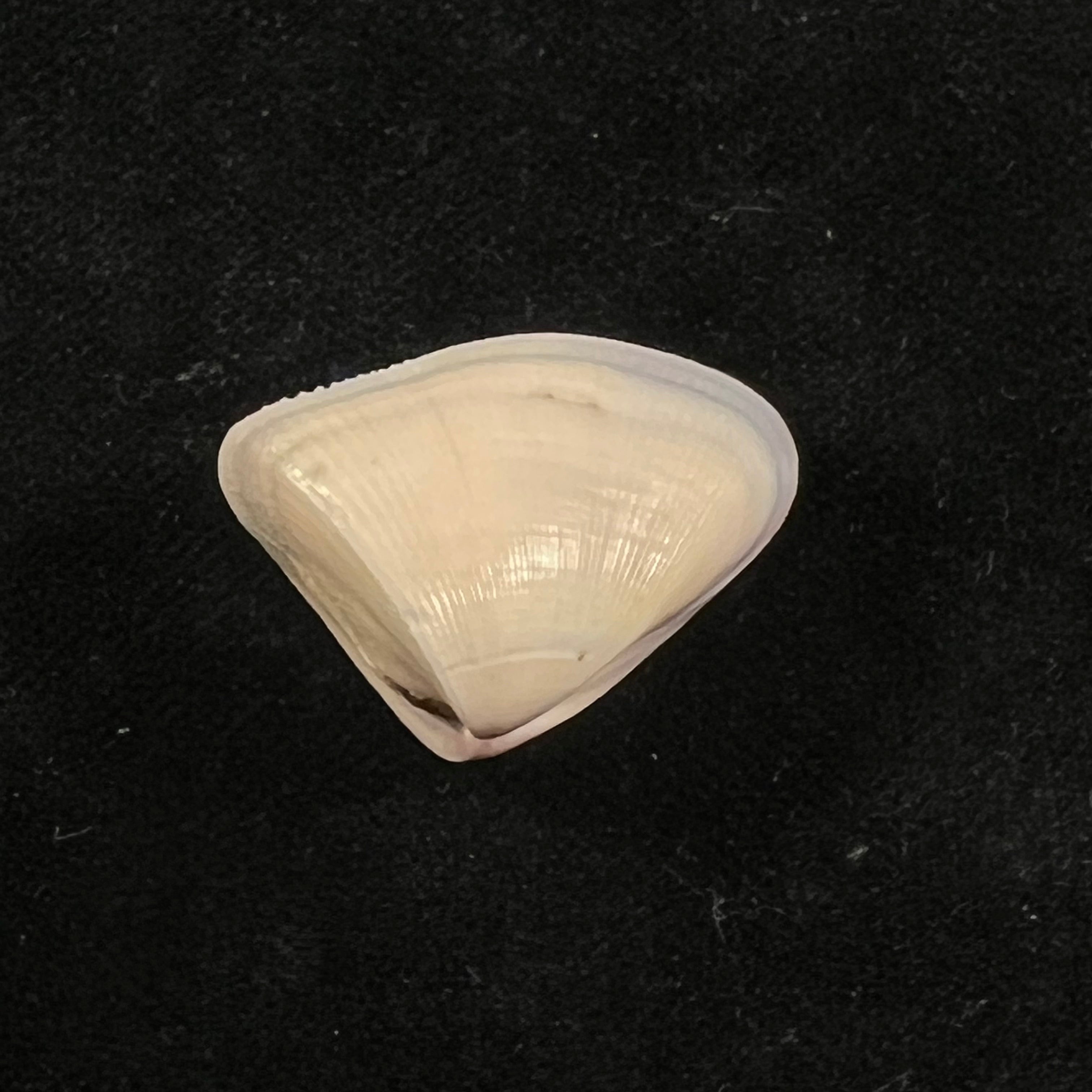 Donax striatus Linnaeus, 1767 - 25,8mm