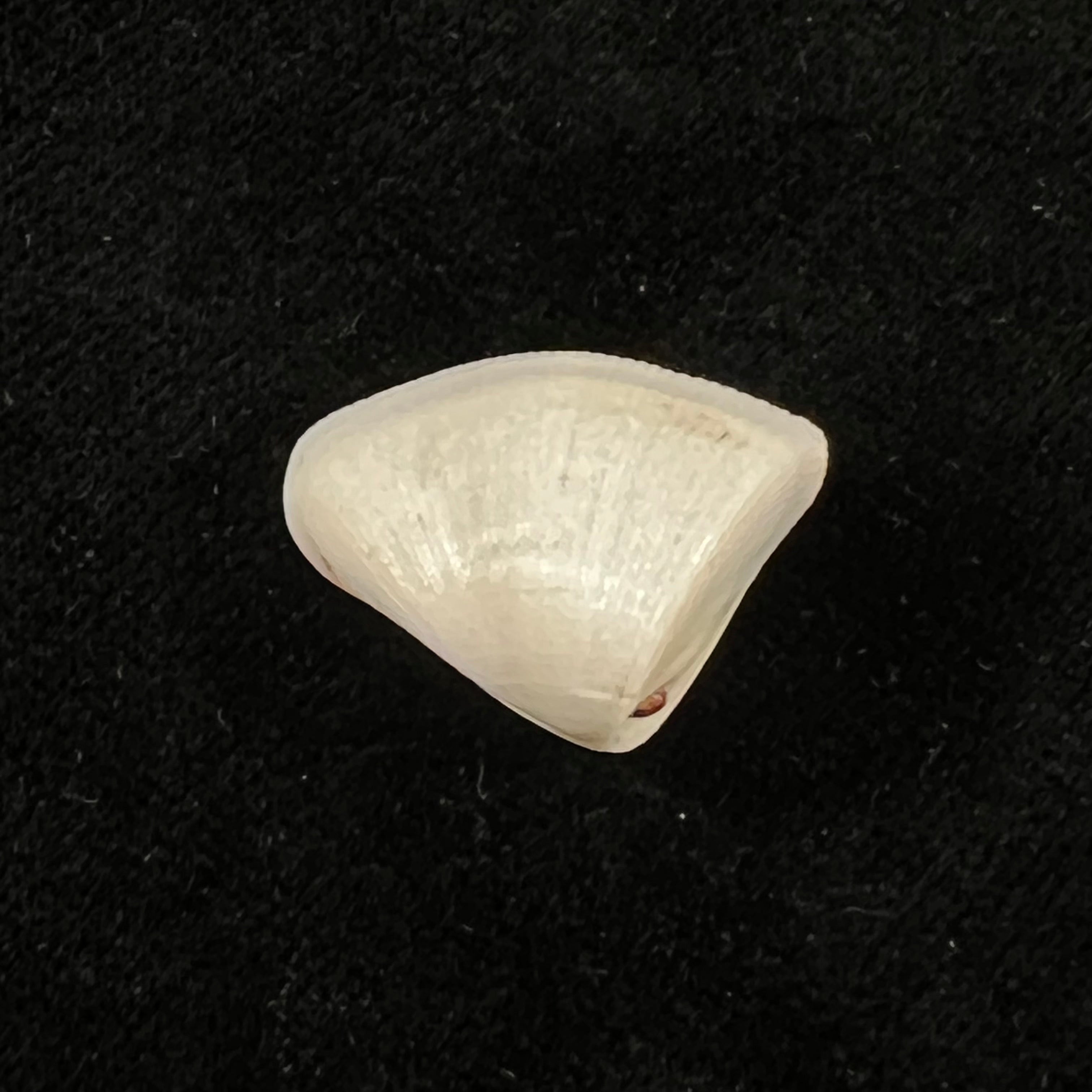 Donax striatus Linnaeus,1767 年 - 24 毫米