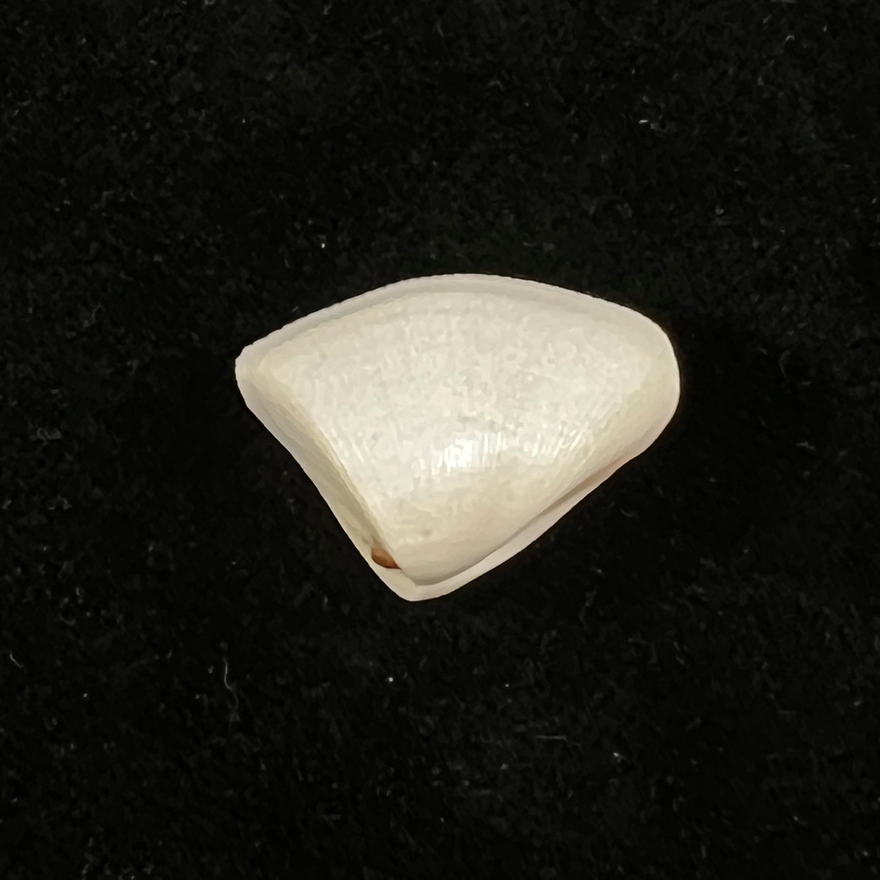 Donax striatus Linnaeus,1767 年 - 24 毫米