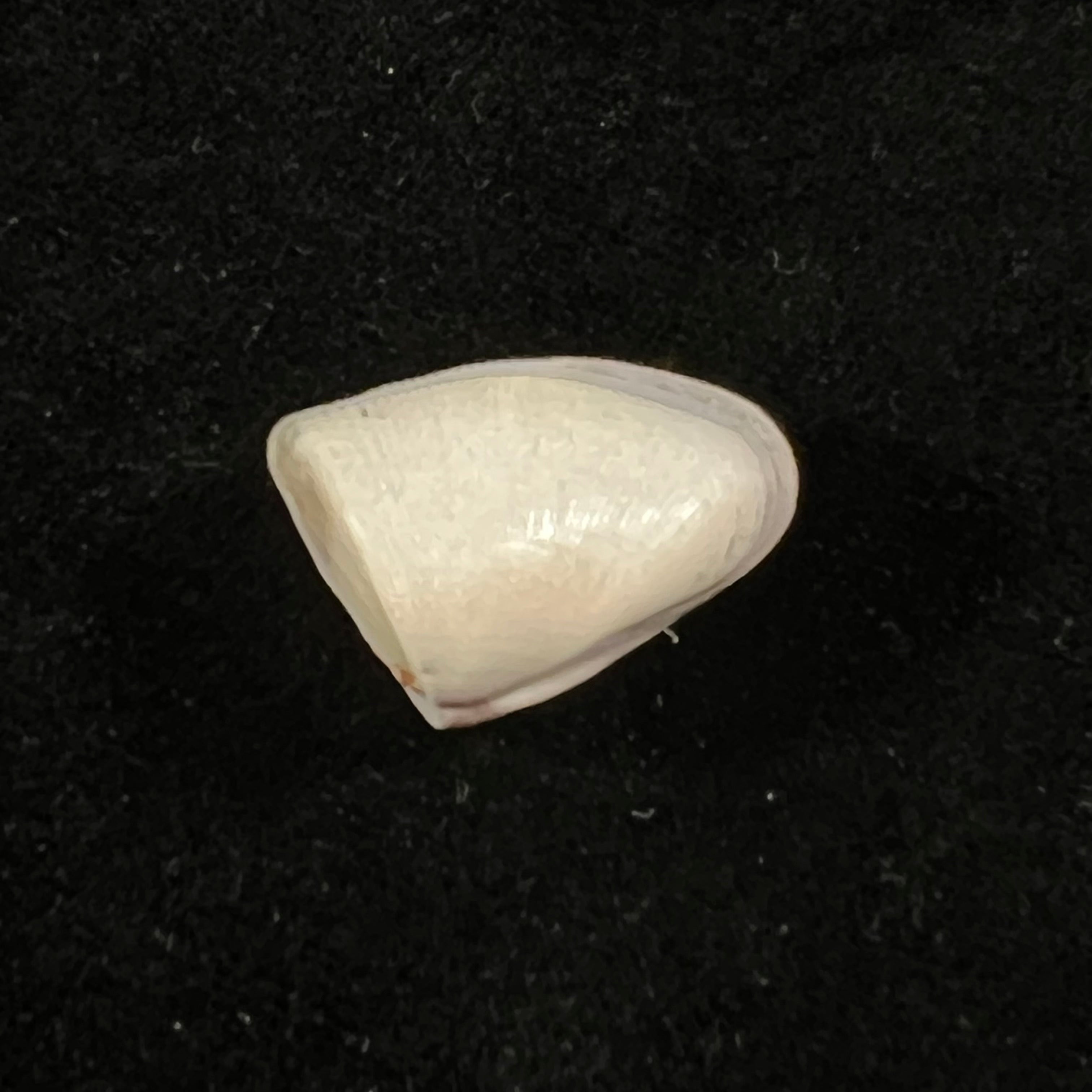 Donax striatus Linnaeus, 1767 - 25,3mm