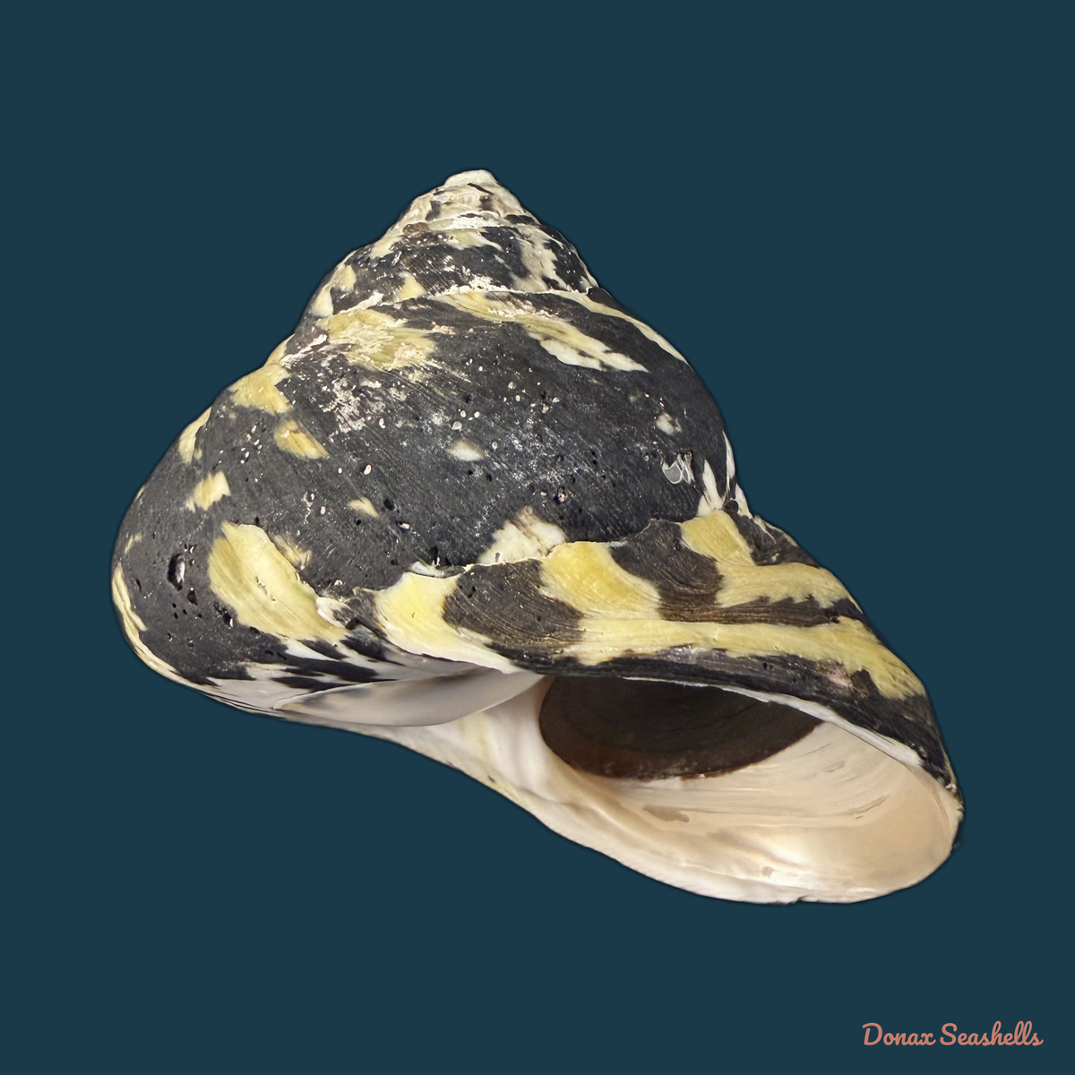 Cittarium pica (Linnaeus, 1758) - 81,4mm