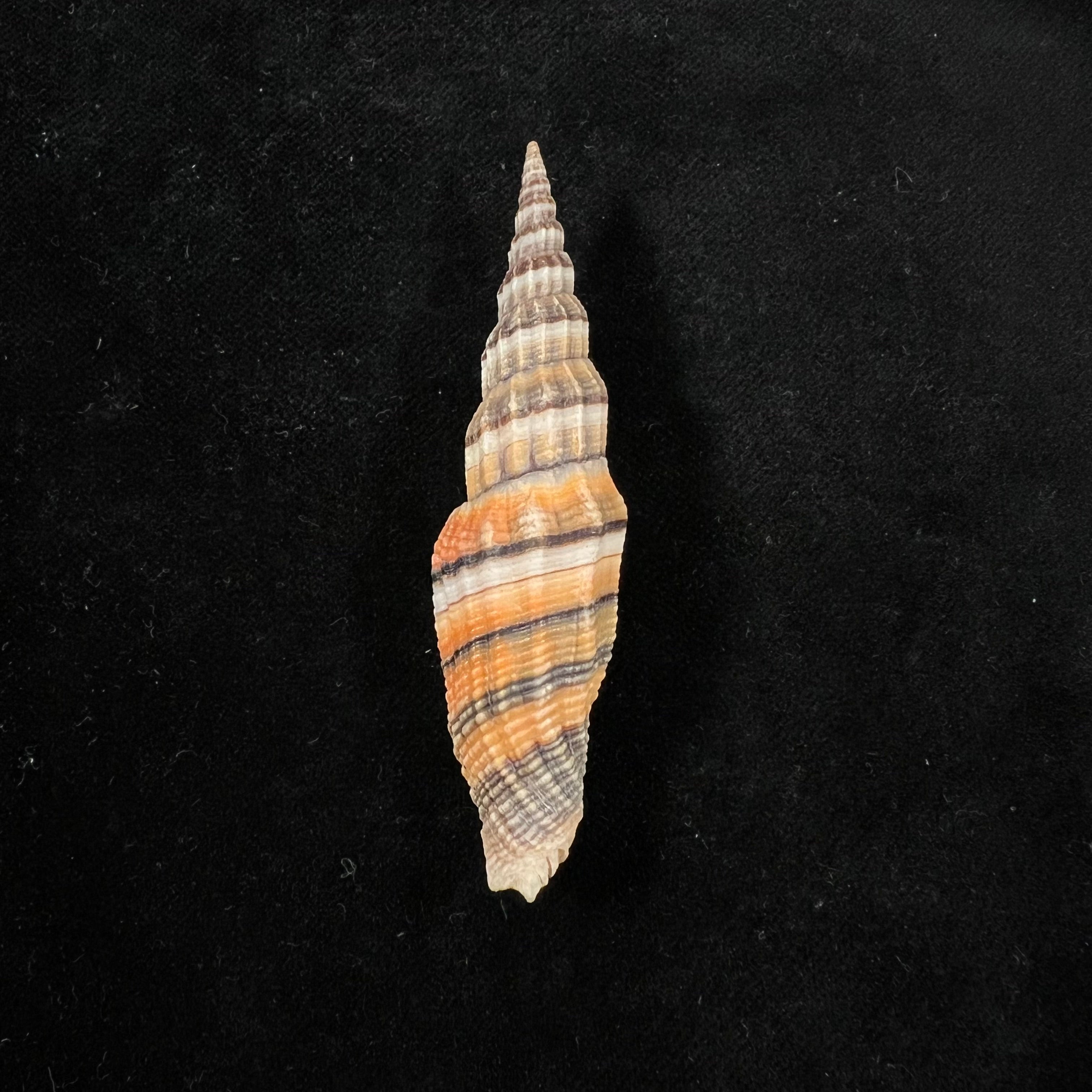 Vexillum citrinum Gmelin, 1791 - 75,3mm
