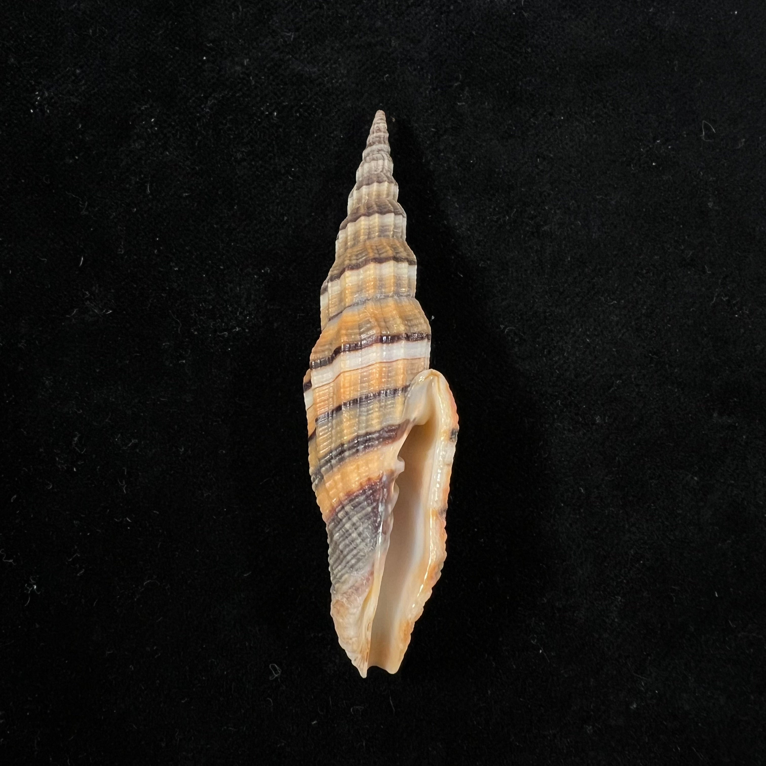 Vexillum citrinum Gmelin, 1791 - 75,3mm