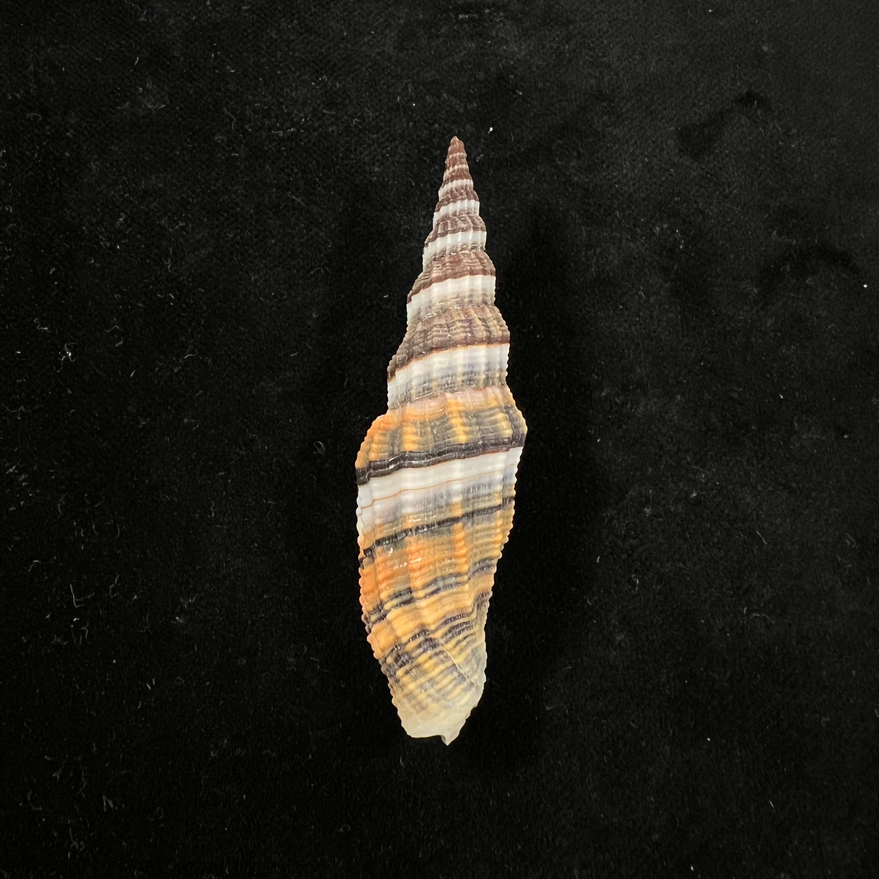 Vexillum citrinum Gmelin, 1791 - 68,7mm