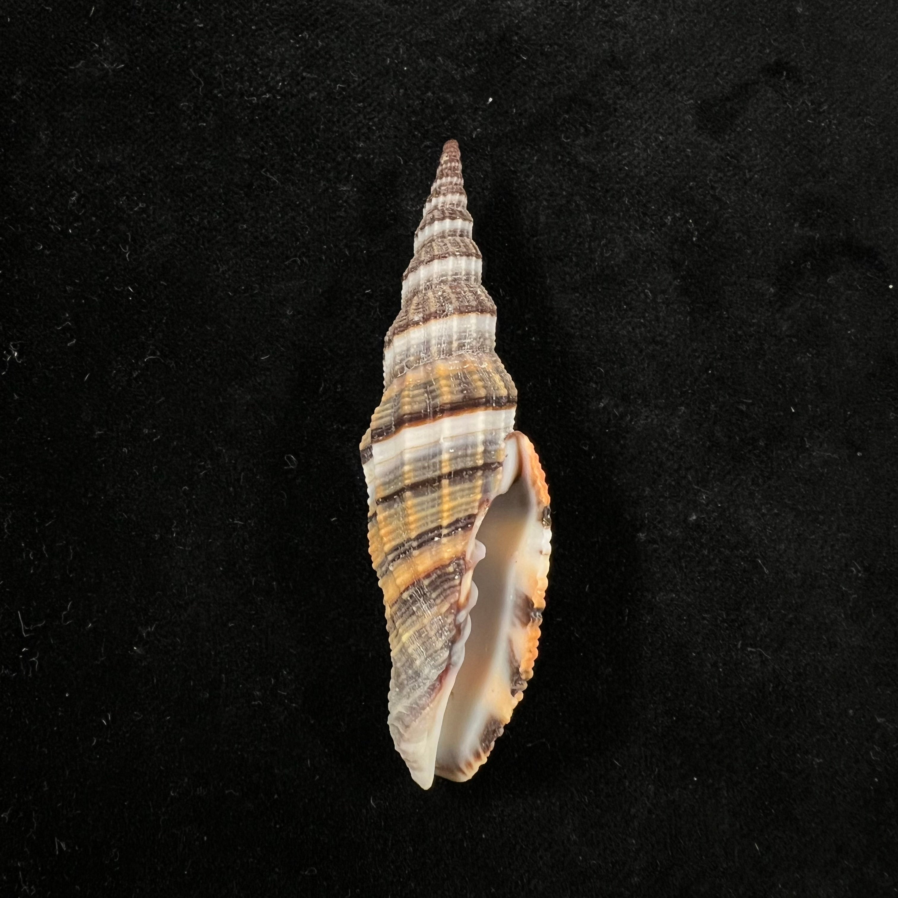 Vexillum citrinum Gmelin, 1791 - 68,7mm