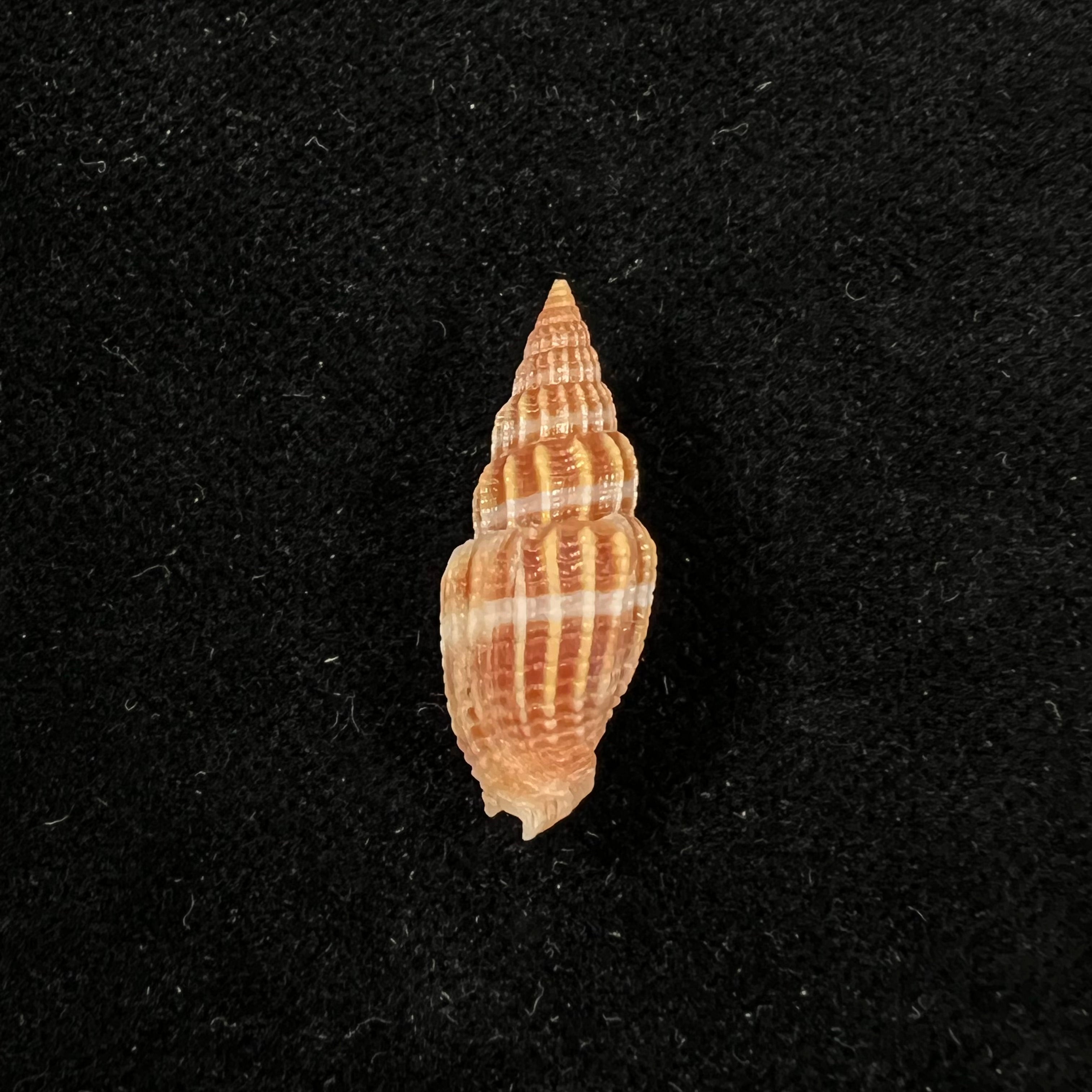 Vexillum virgo (林奈, 1767) - 25,1mm
