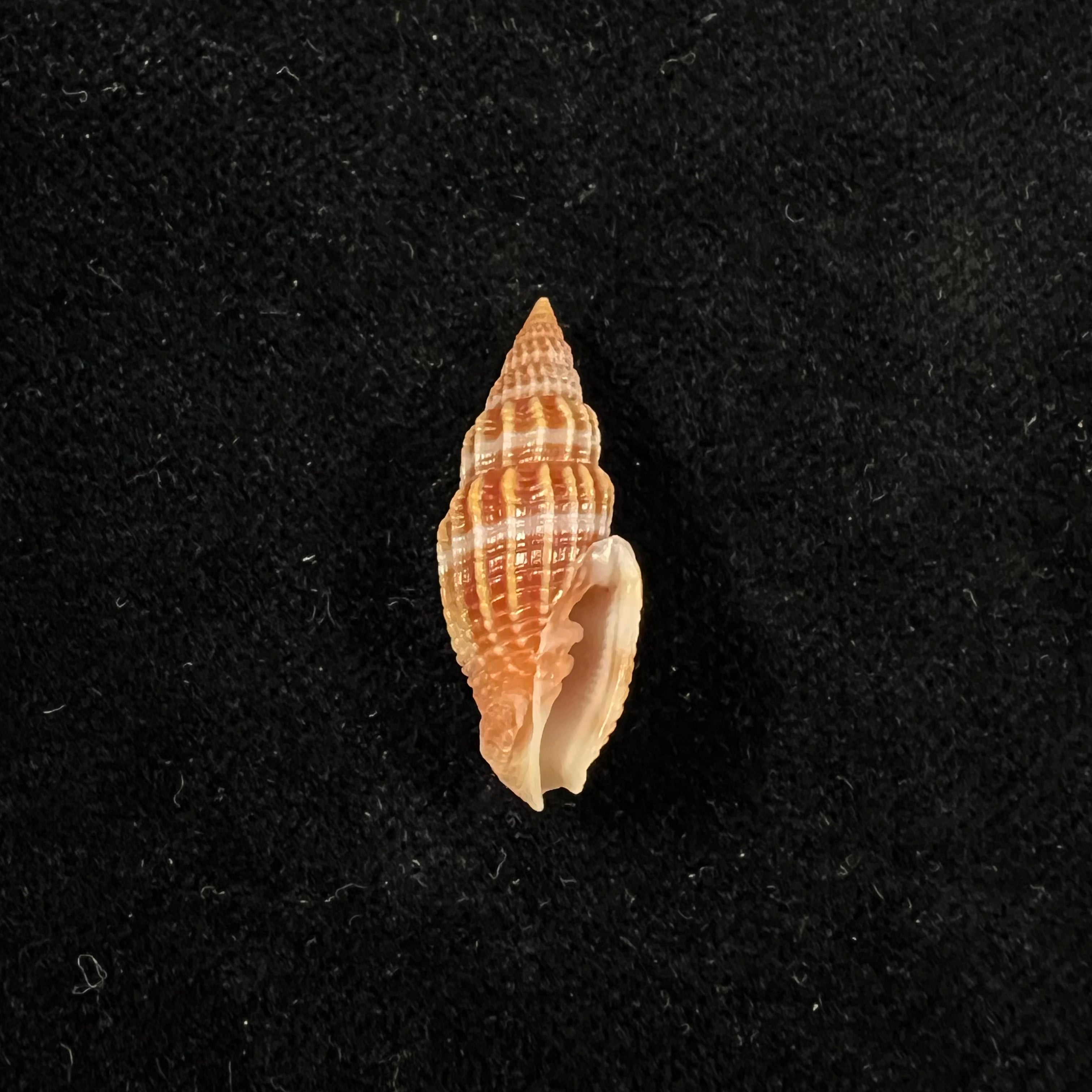 Vexillum virgo (林奈, 1767) - 25,1mm