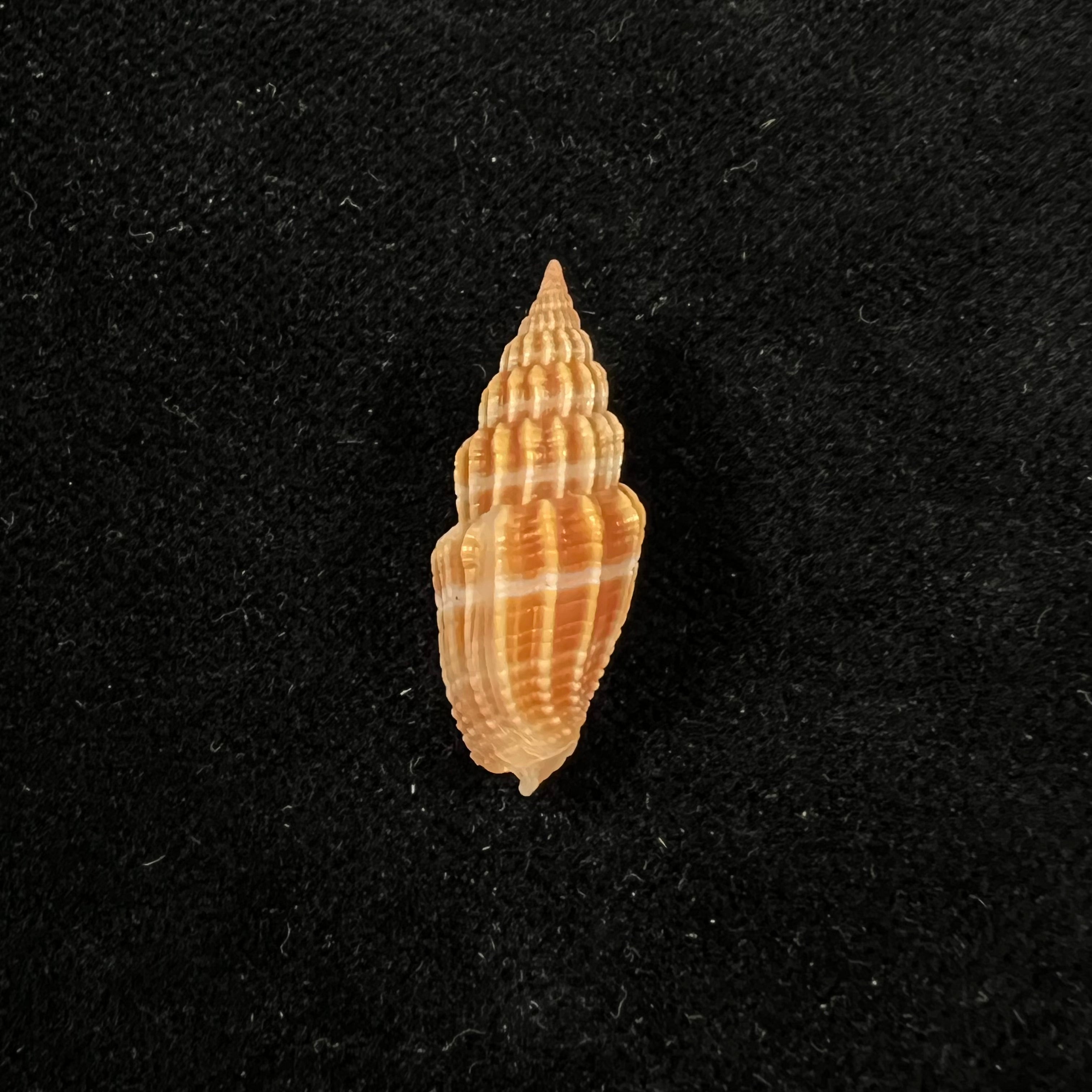 Vexillum virgo (林奈, 1767) - 25,1mm (Cópia)