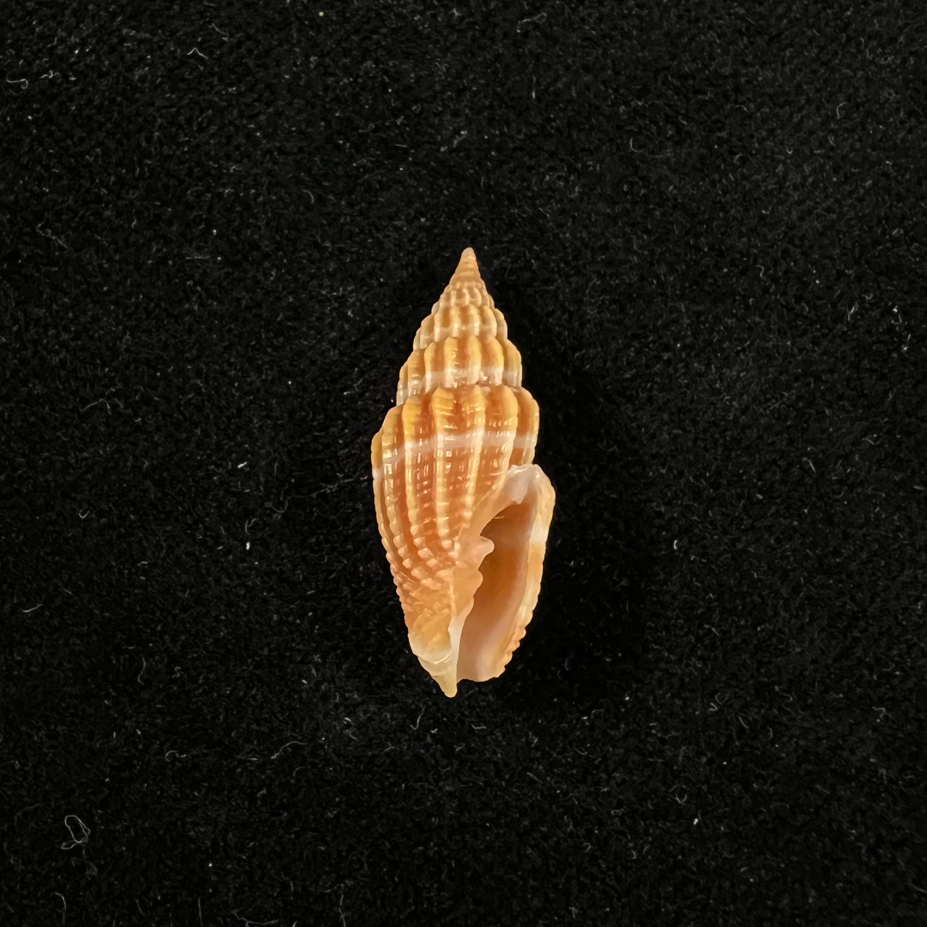 Vexillum virgo (林奈, 1767) - 25,1mm (Cópia)
