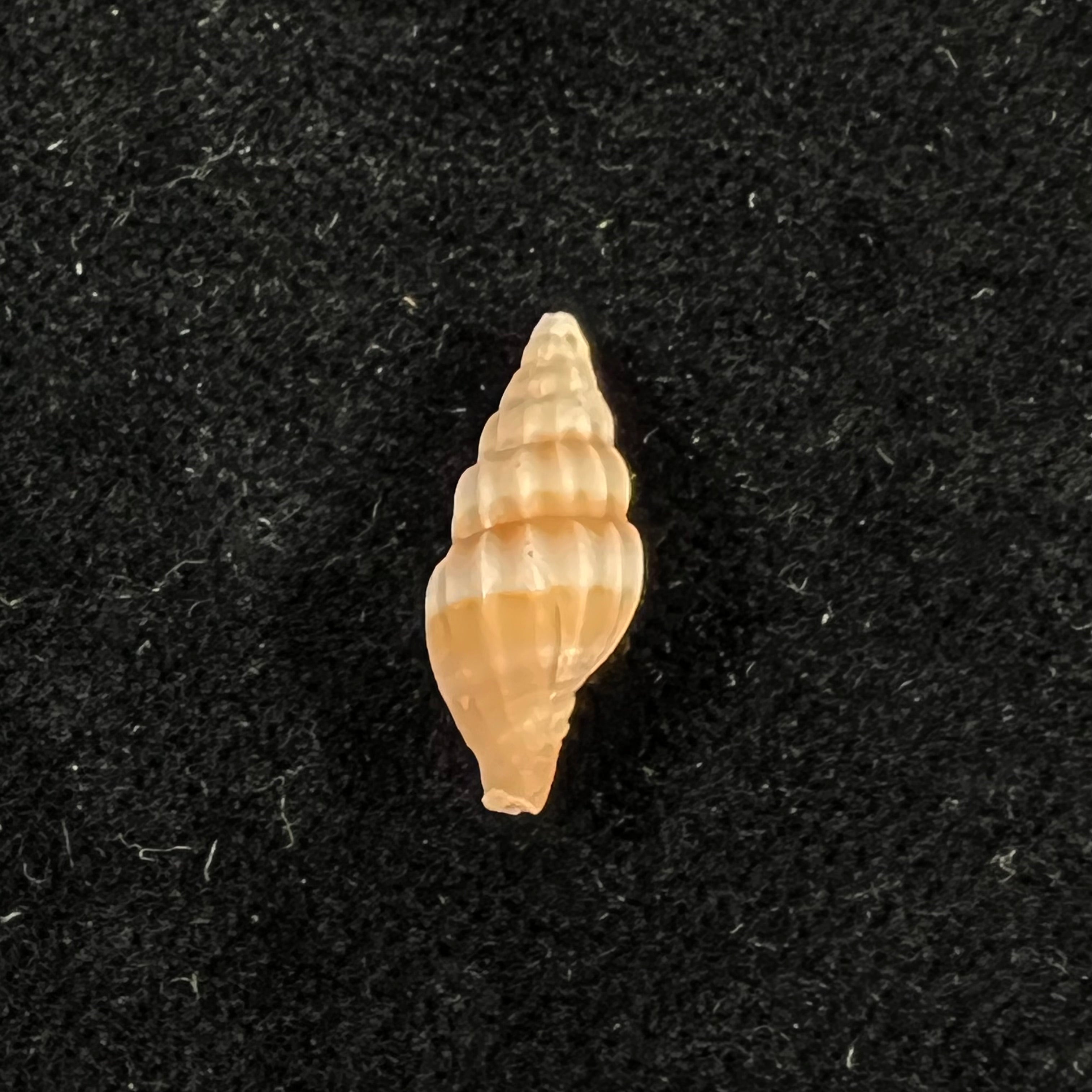 Vexillum hendersoni(达尔,1927 年)- 17 毫米