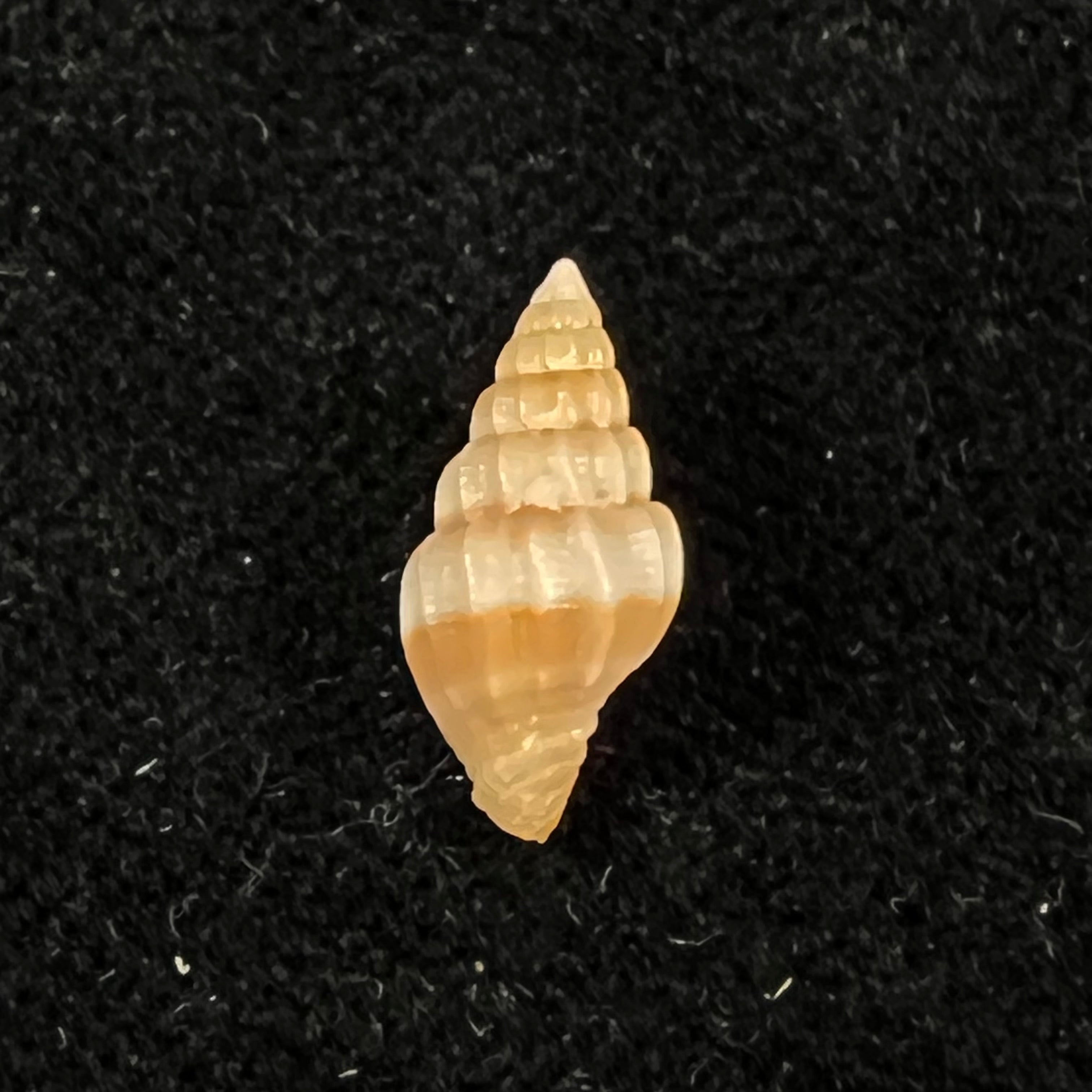 Vexillum hendersoni (Dall, 1927) - 13,2mm