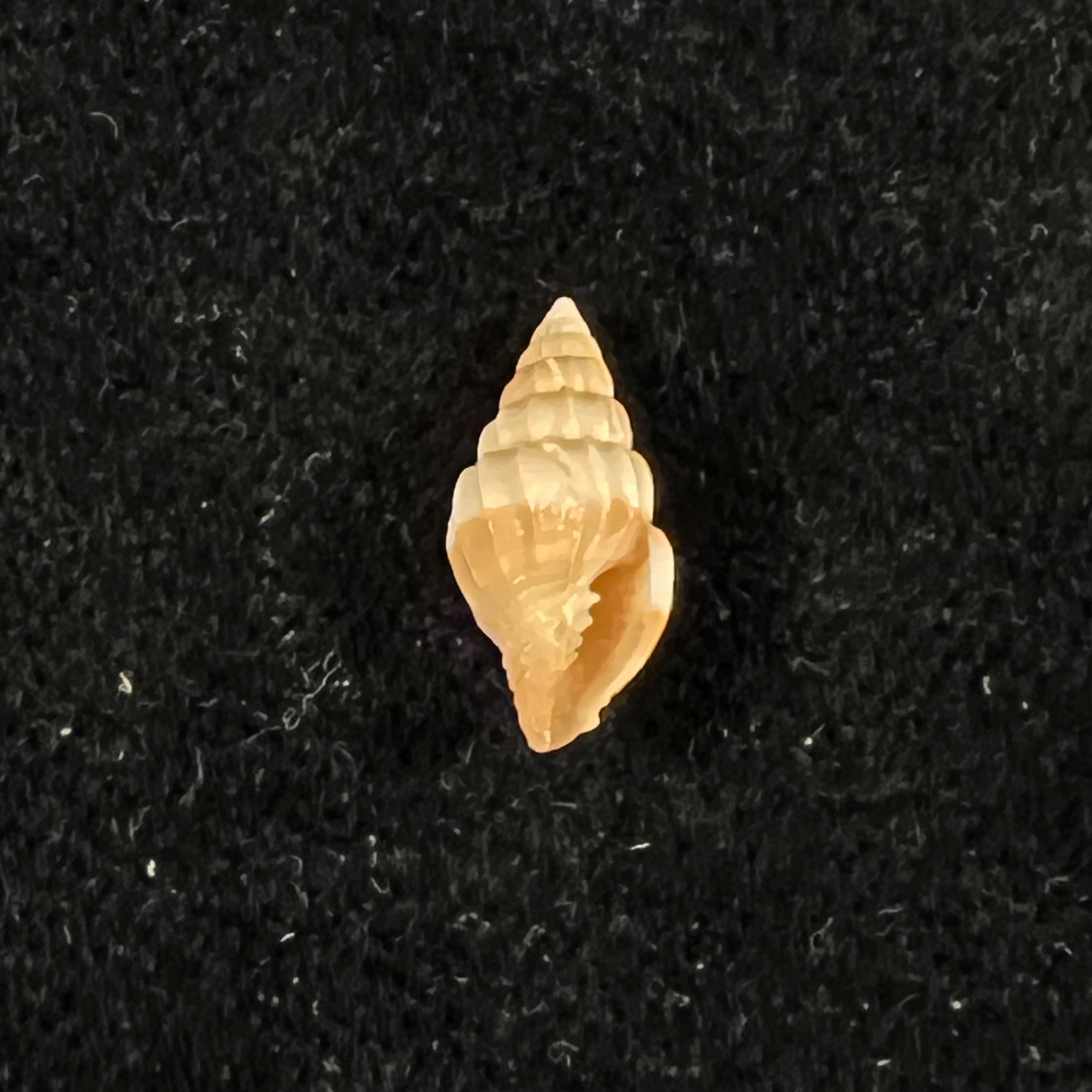 Vexillum hendersoni (Dall, 1927) - 13,2mm