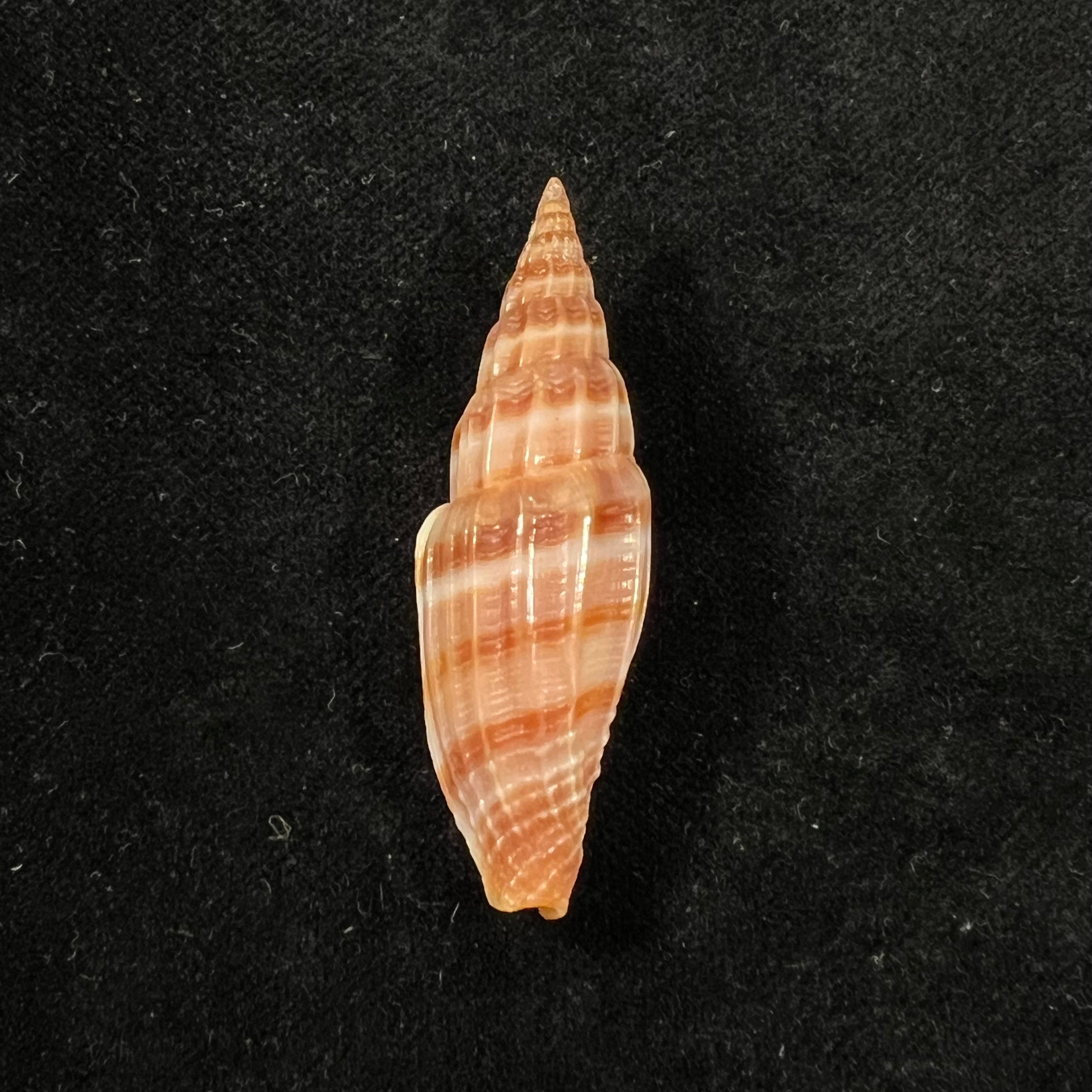 Vexillum lyratum (拉马克, 1822) - 49,1mm