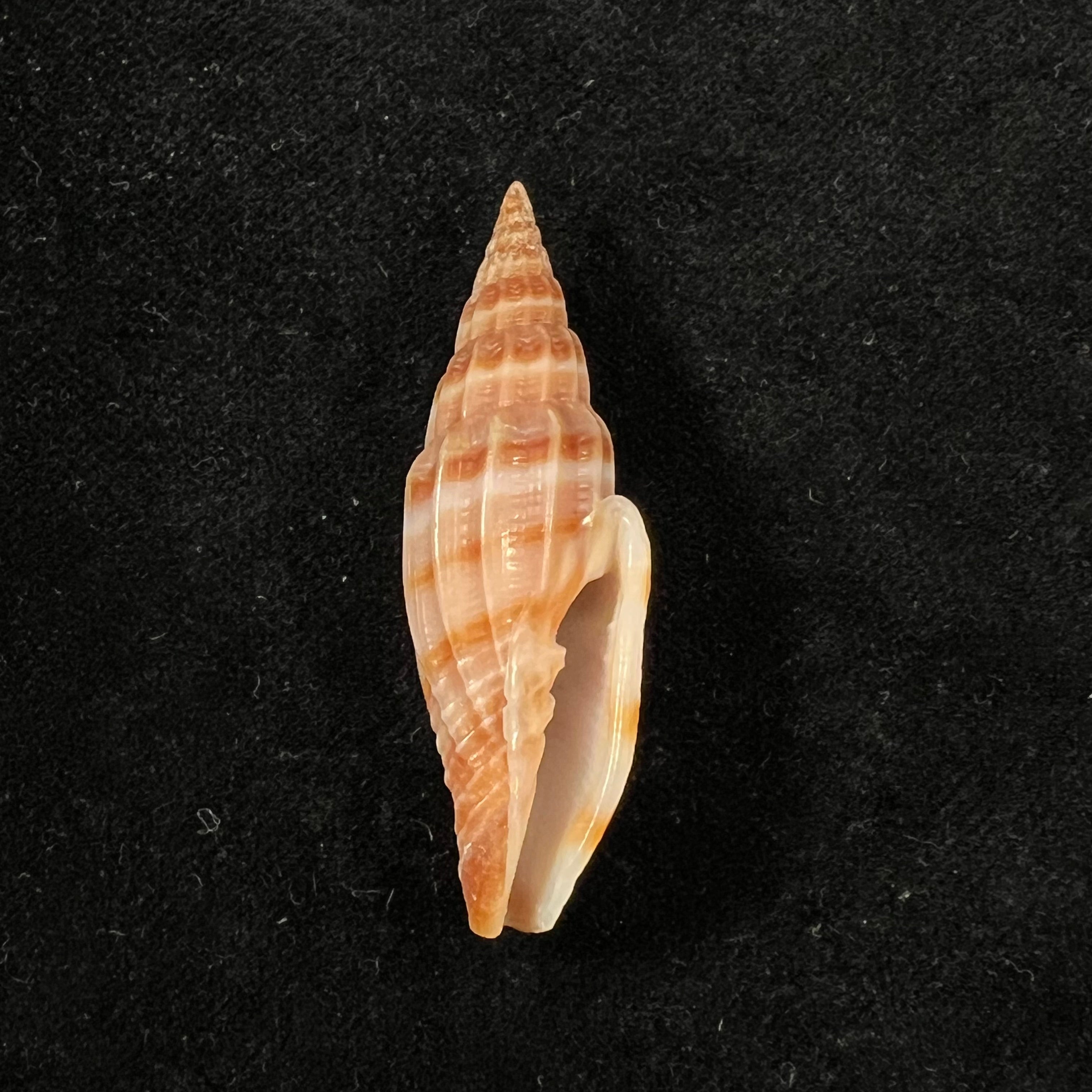 Vexillum lyratum (拉马克, 1822) - 49,1mm