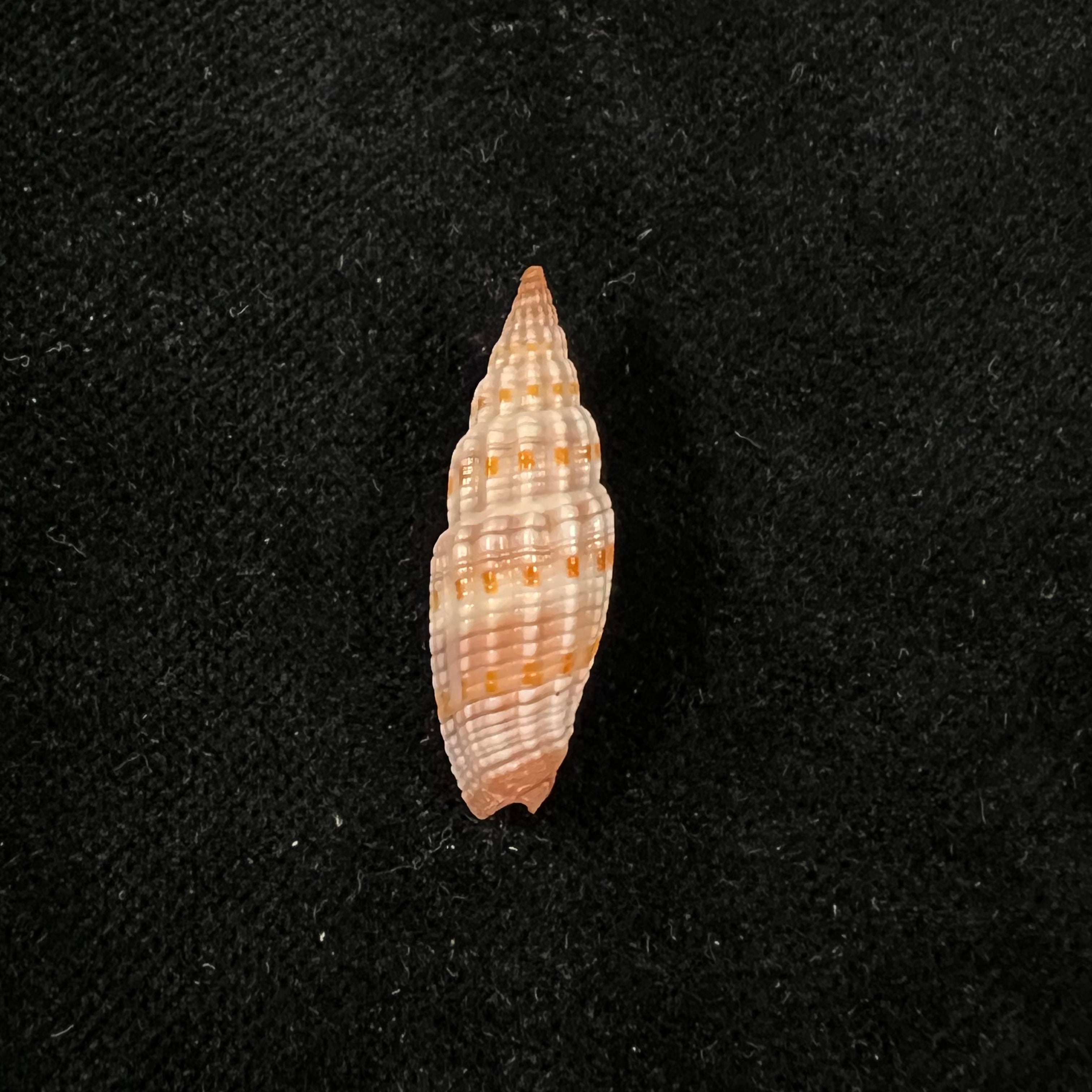 Vexillum sanguisuga (林奈, 1758) - 27,1mm