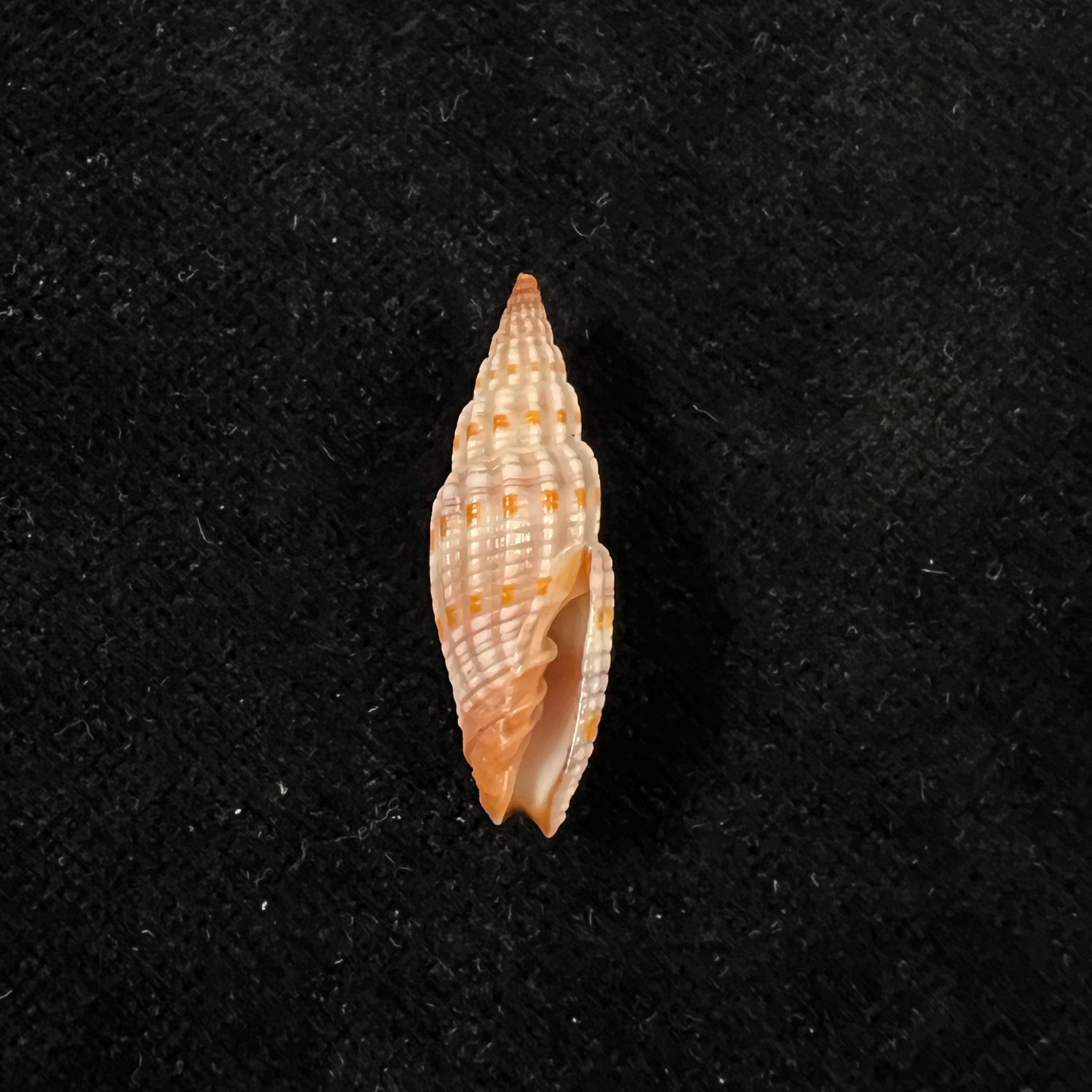 Vexillum sanguisuga (林奈, 1758) - 27,1mm
