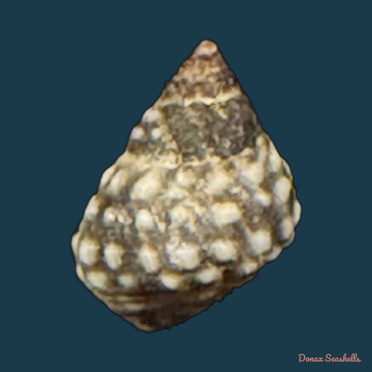 Echinolittorina vermeiji (Bandel & Kadolsky, 1982) - 8,4mm