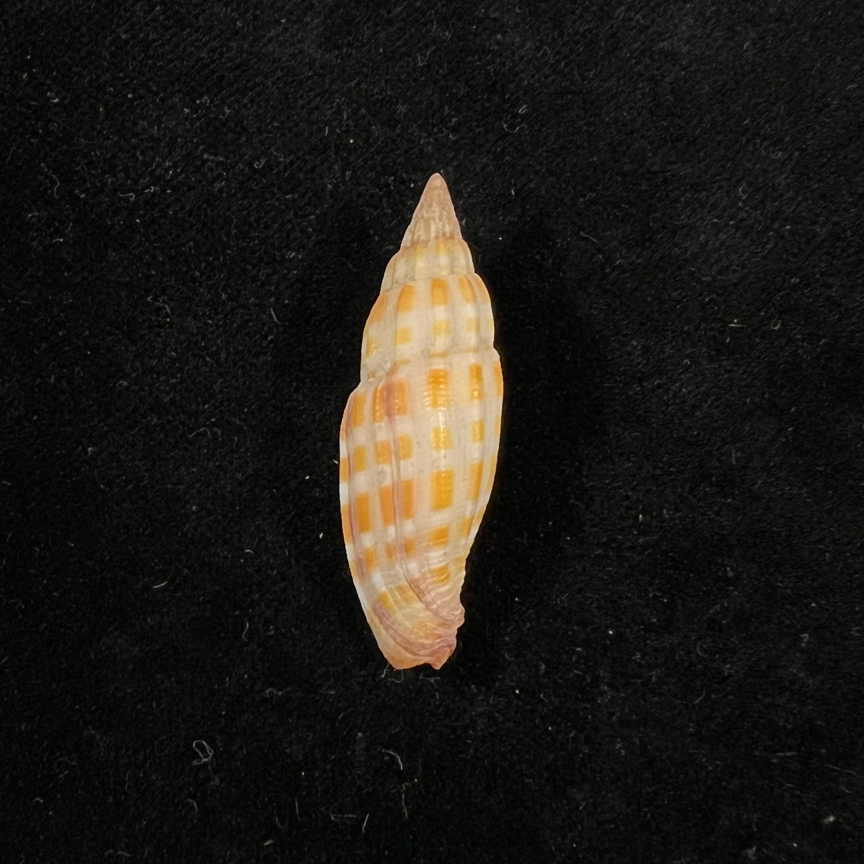 Vexillum stainforthii (Reeve, 1842) - 37,2mm