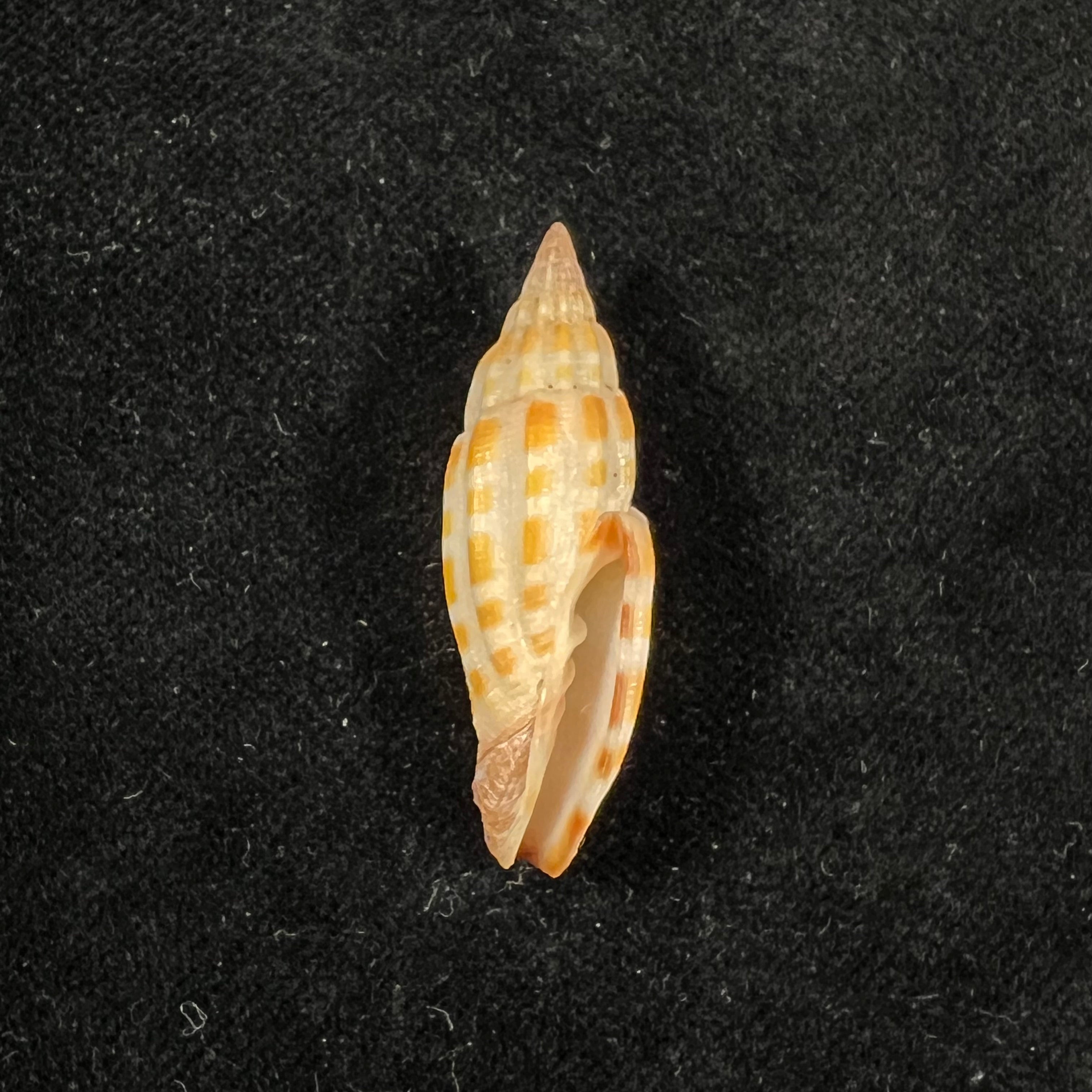Vexillum stainforthii (Reeve, 1842) - 37,2mm