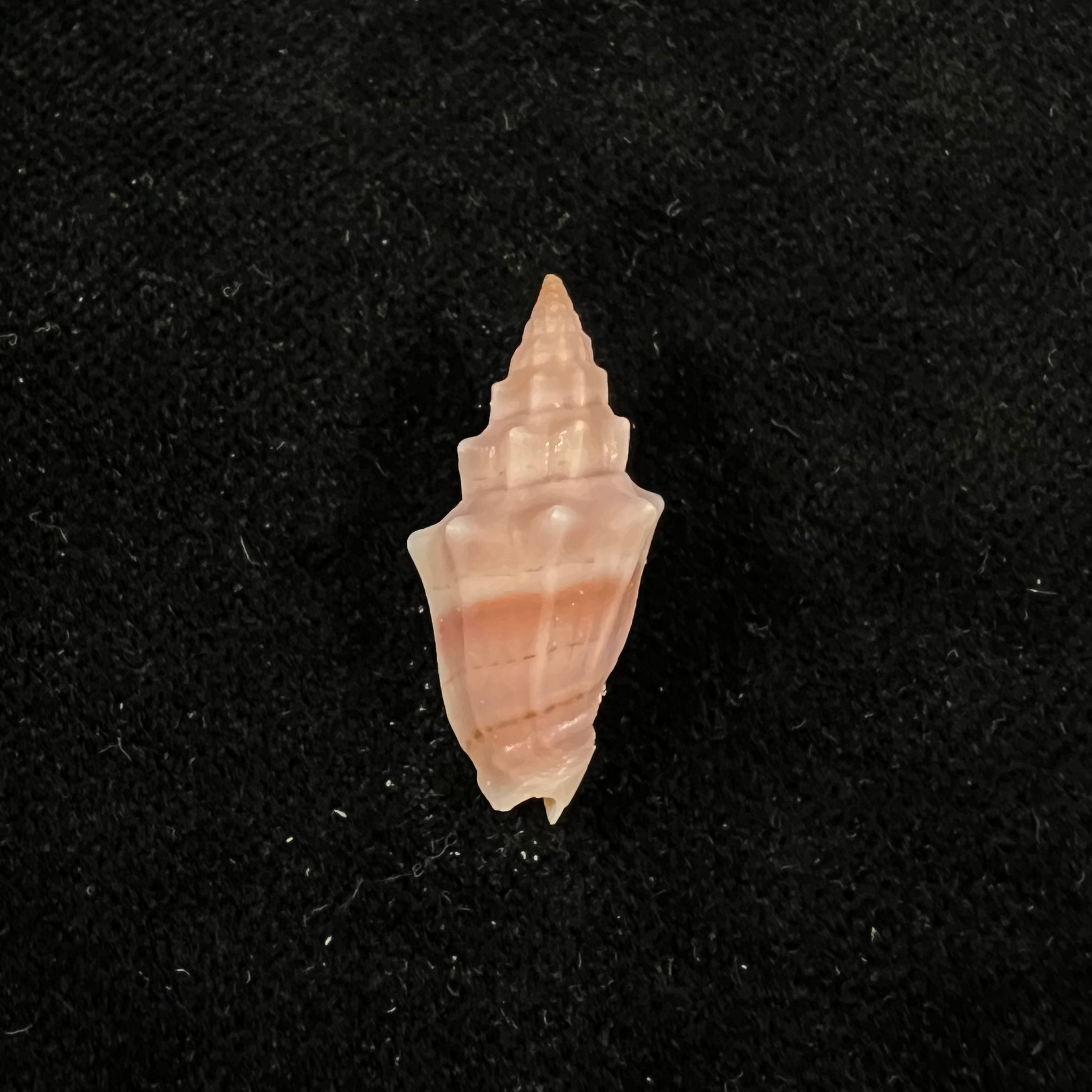 Vexillum gruneri (Reeve, 1844) - 24,5mm