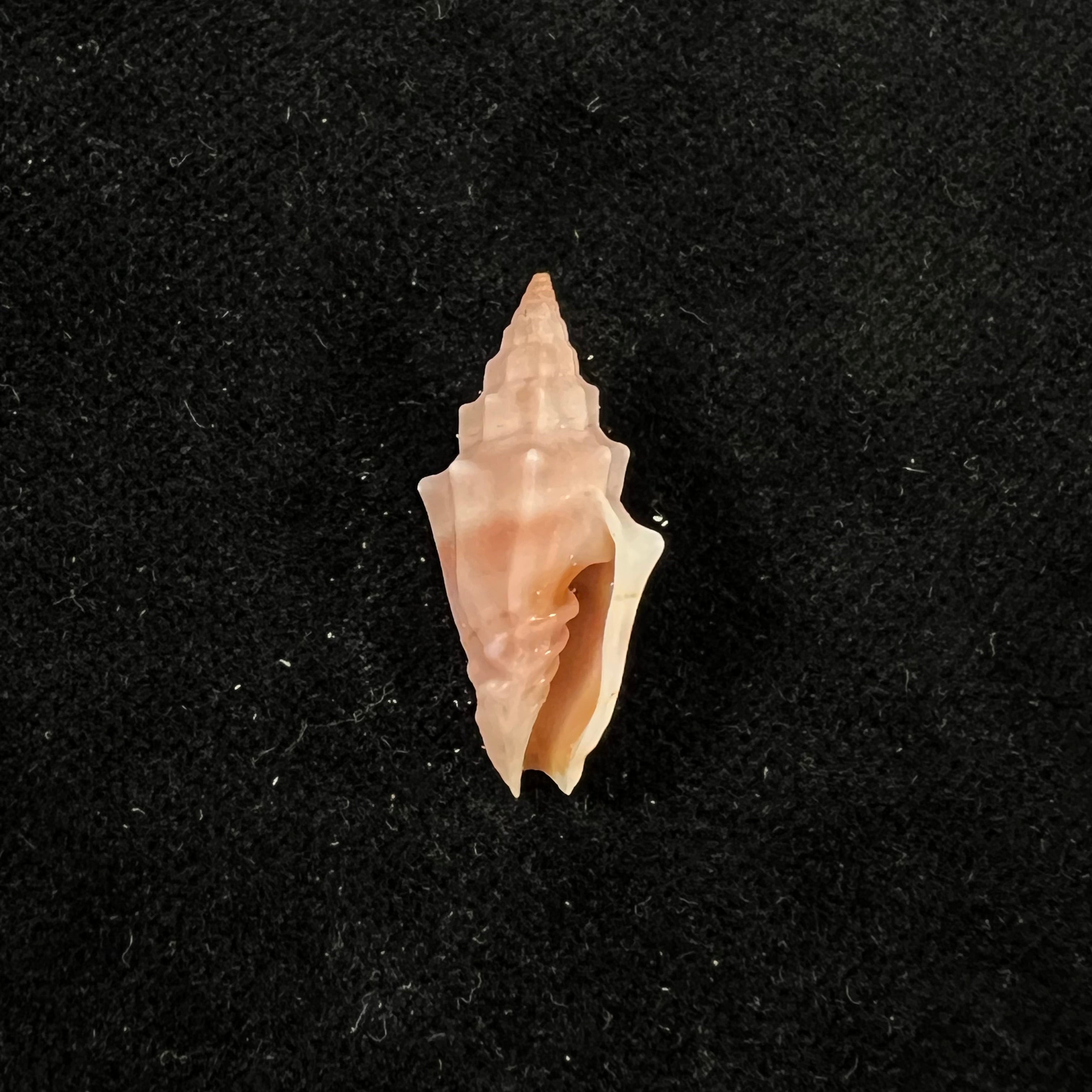 Vexillum gruneri (Reeve, 1844) - 24,5mm