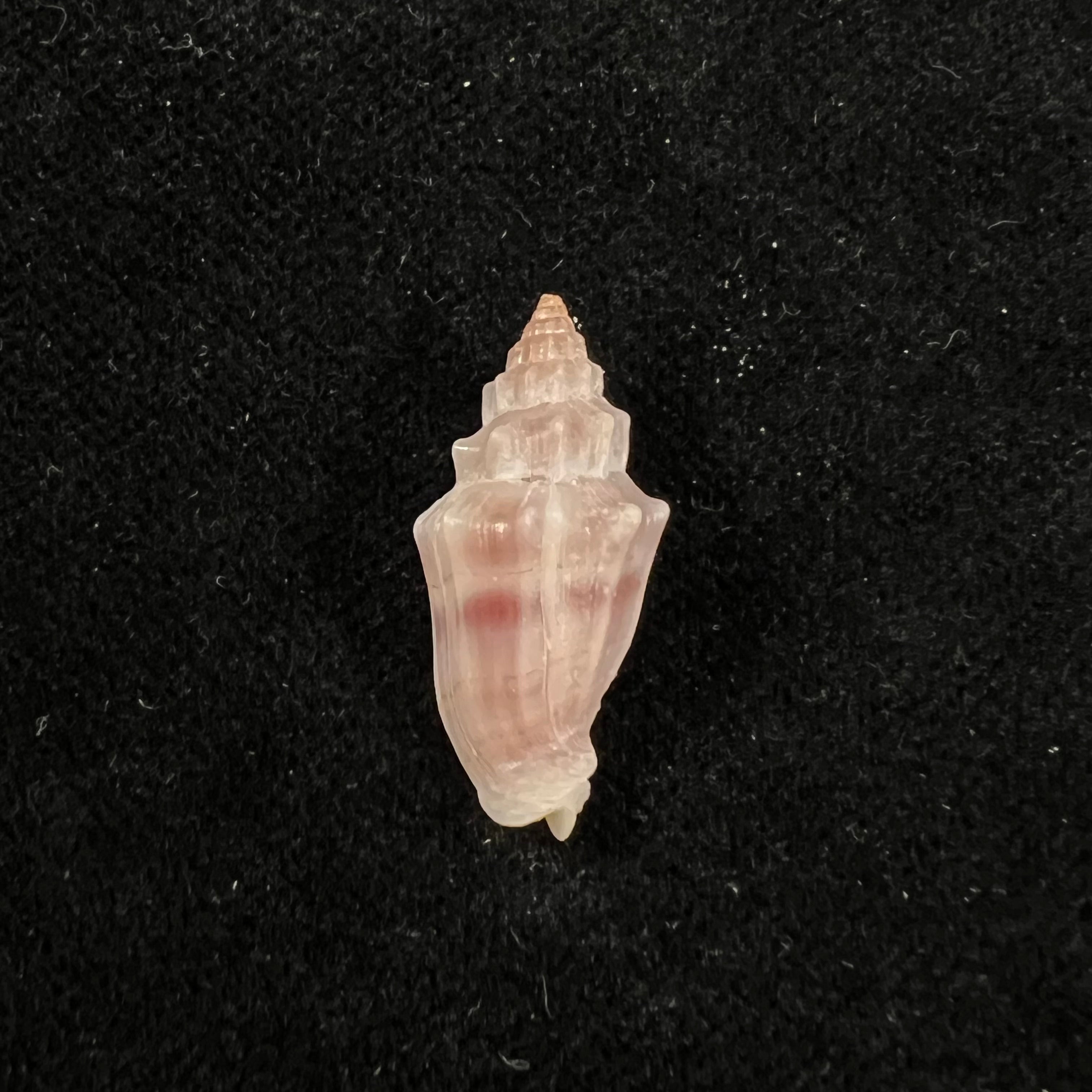 Vexillum gruneri (Reeve, 1844) - 23,2mm