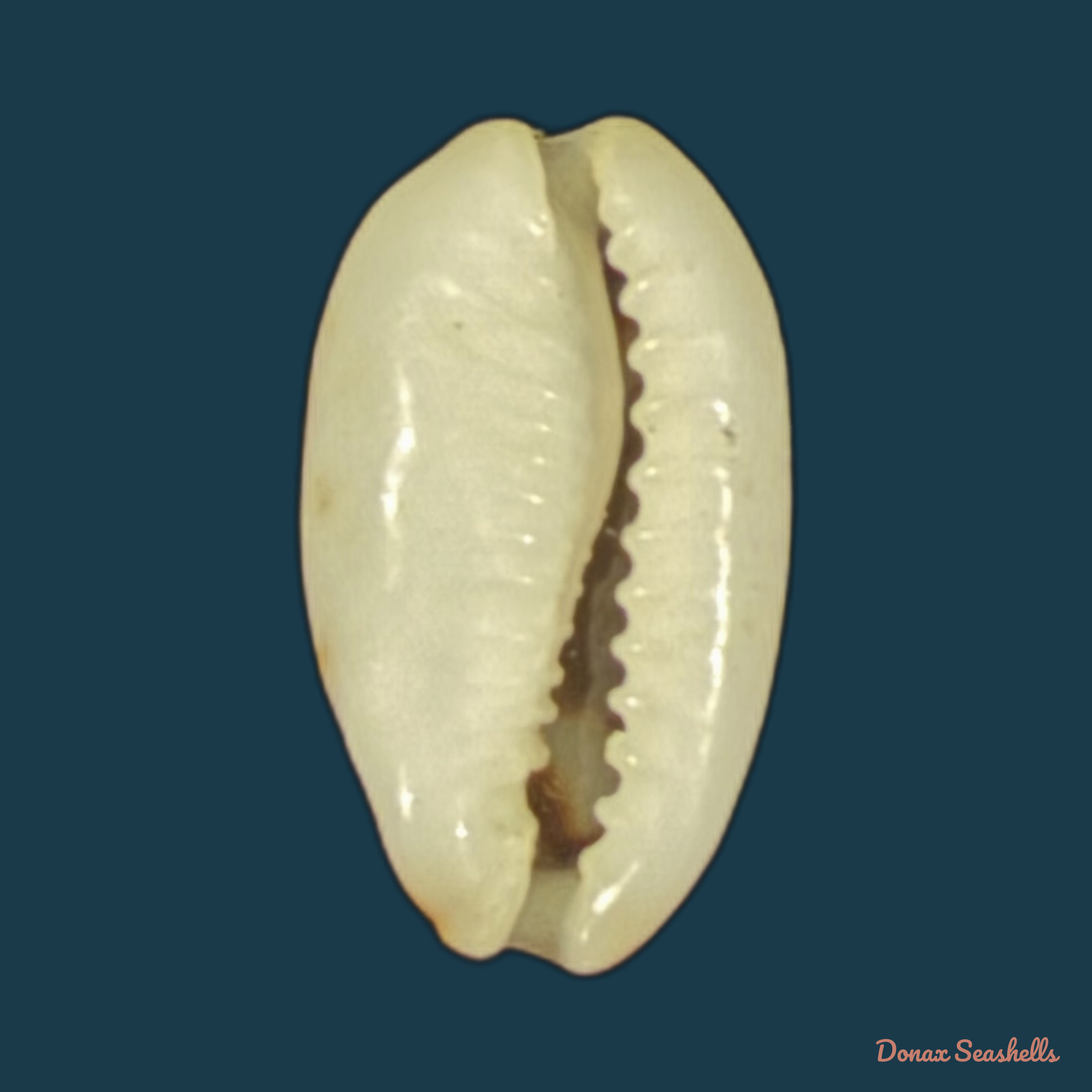 Bistolida kieneri (Hidalgo, 1906) - 10,4mm
