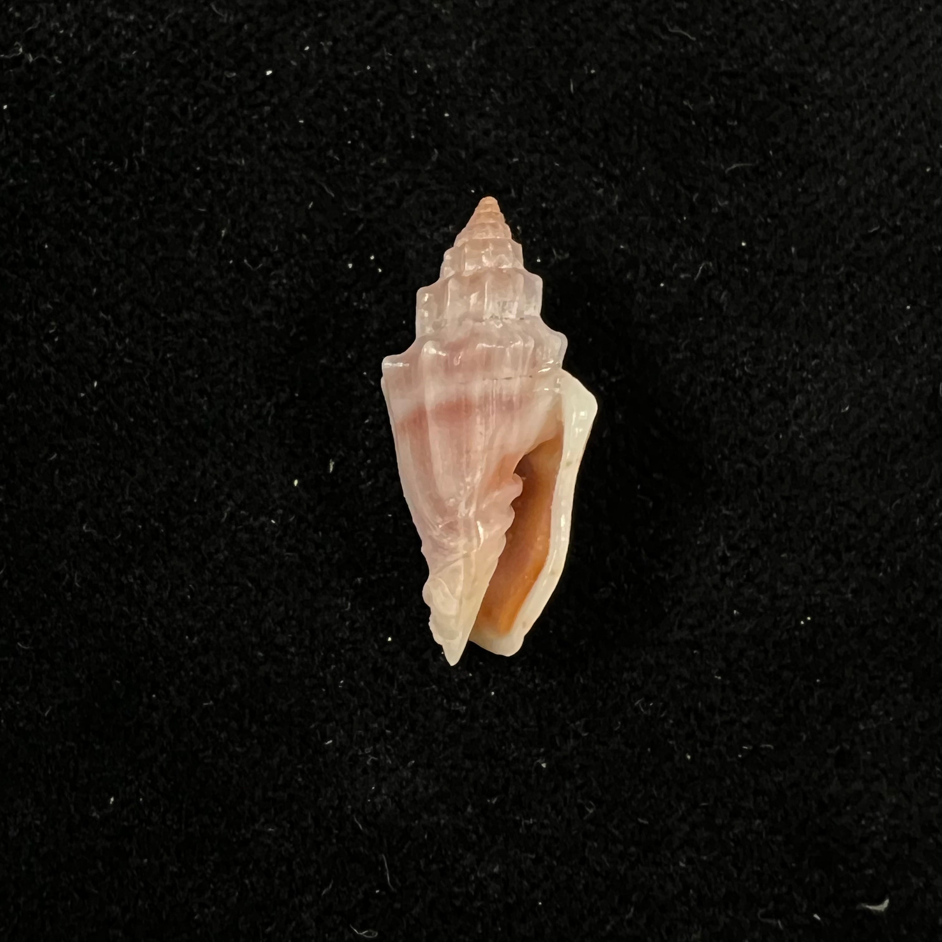 Vexillum gruneri (Reeve, 1844) - 23,2mm