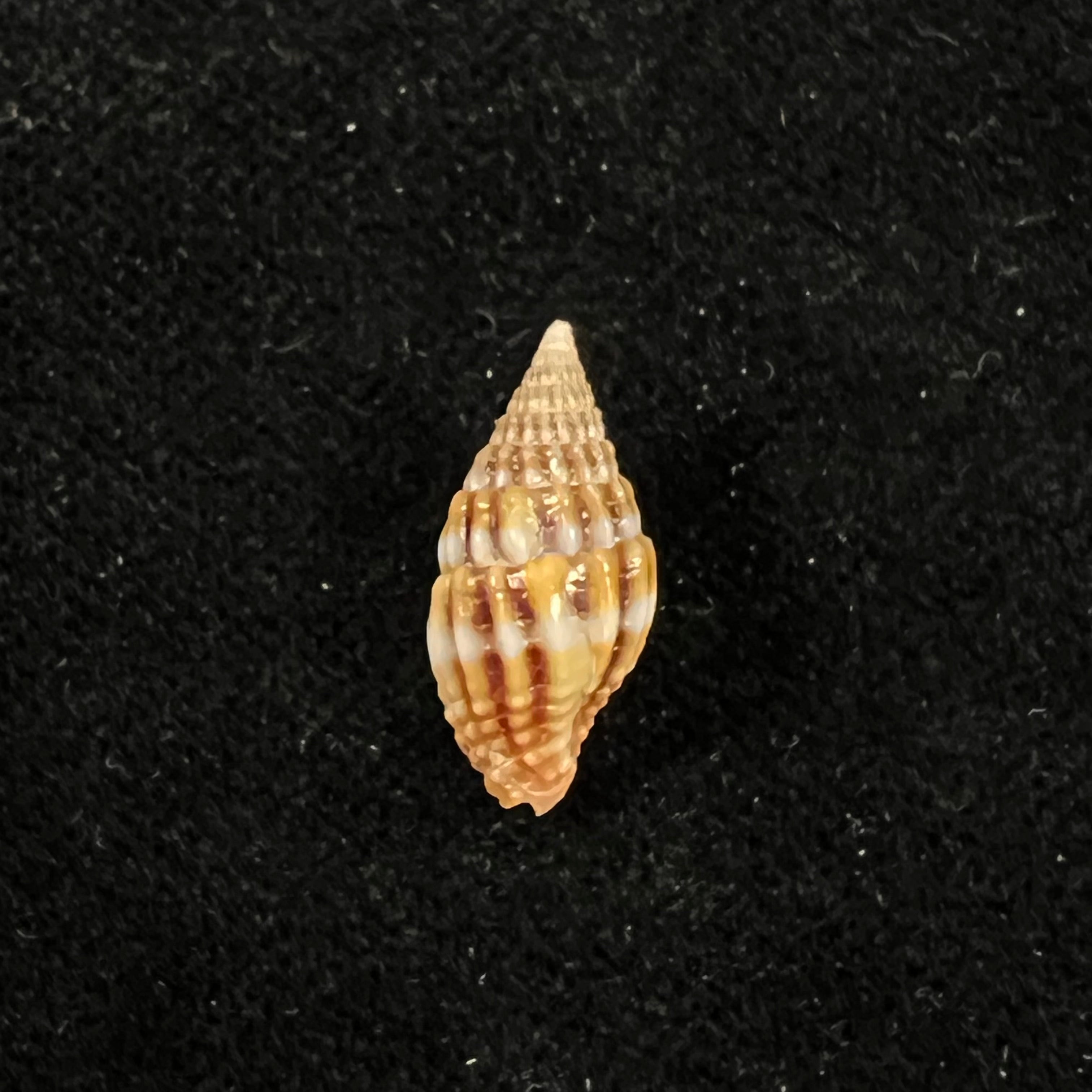 Vexillum unifasciale (拉马克, 1811) - 17,4mm