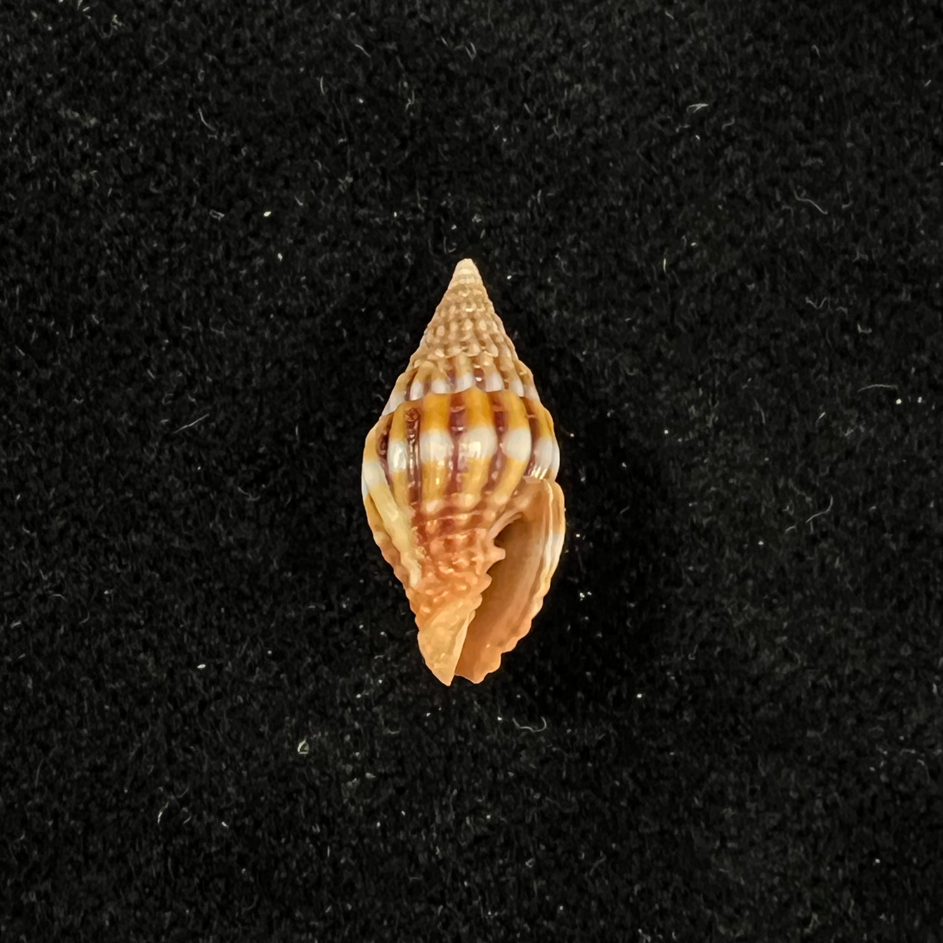 Vexillum unifasciale (拉马克, 1811) - 17,4mm