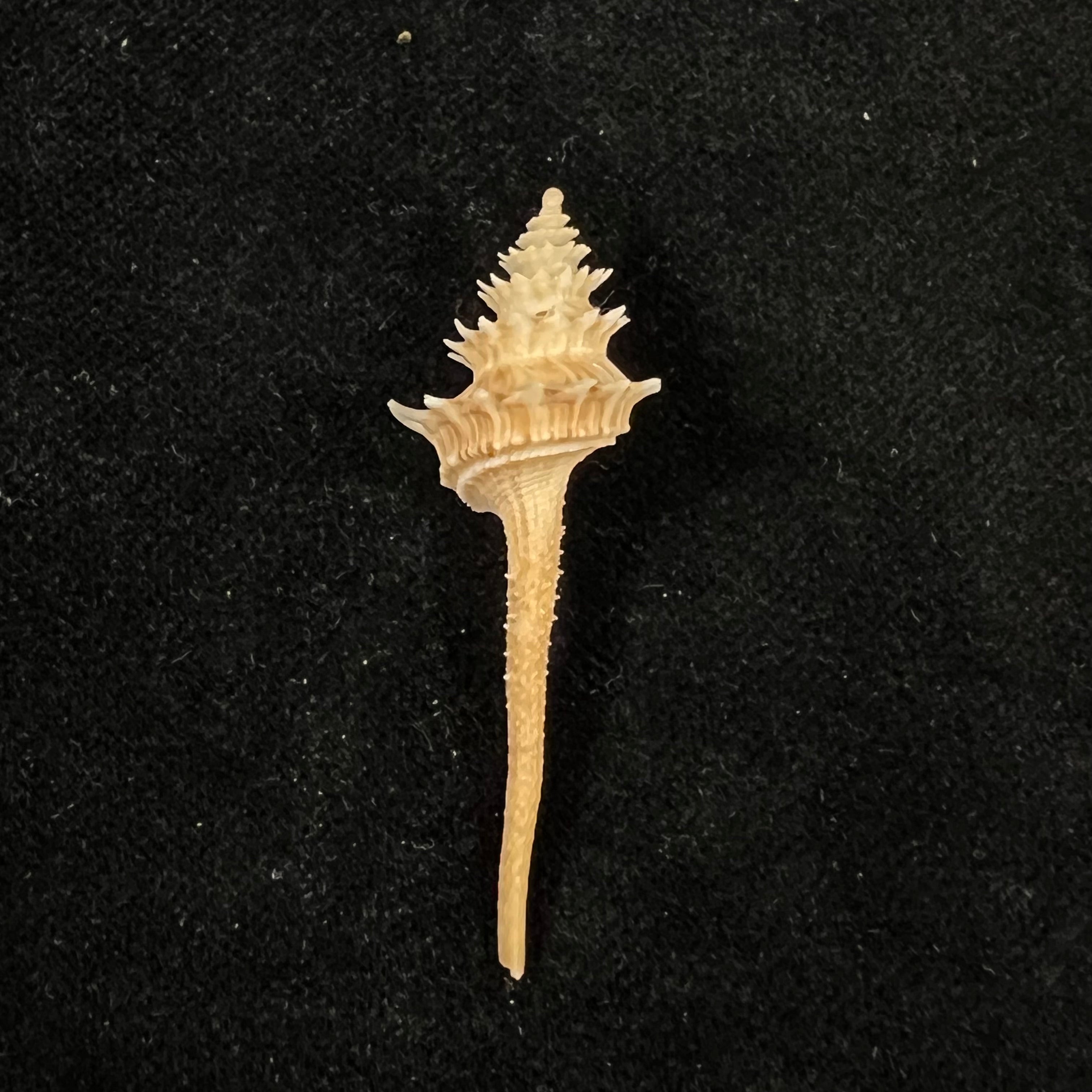 Columbarium spinicinctum (E. von Martens, 1881) - 46,7mm