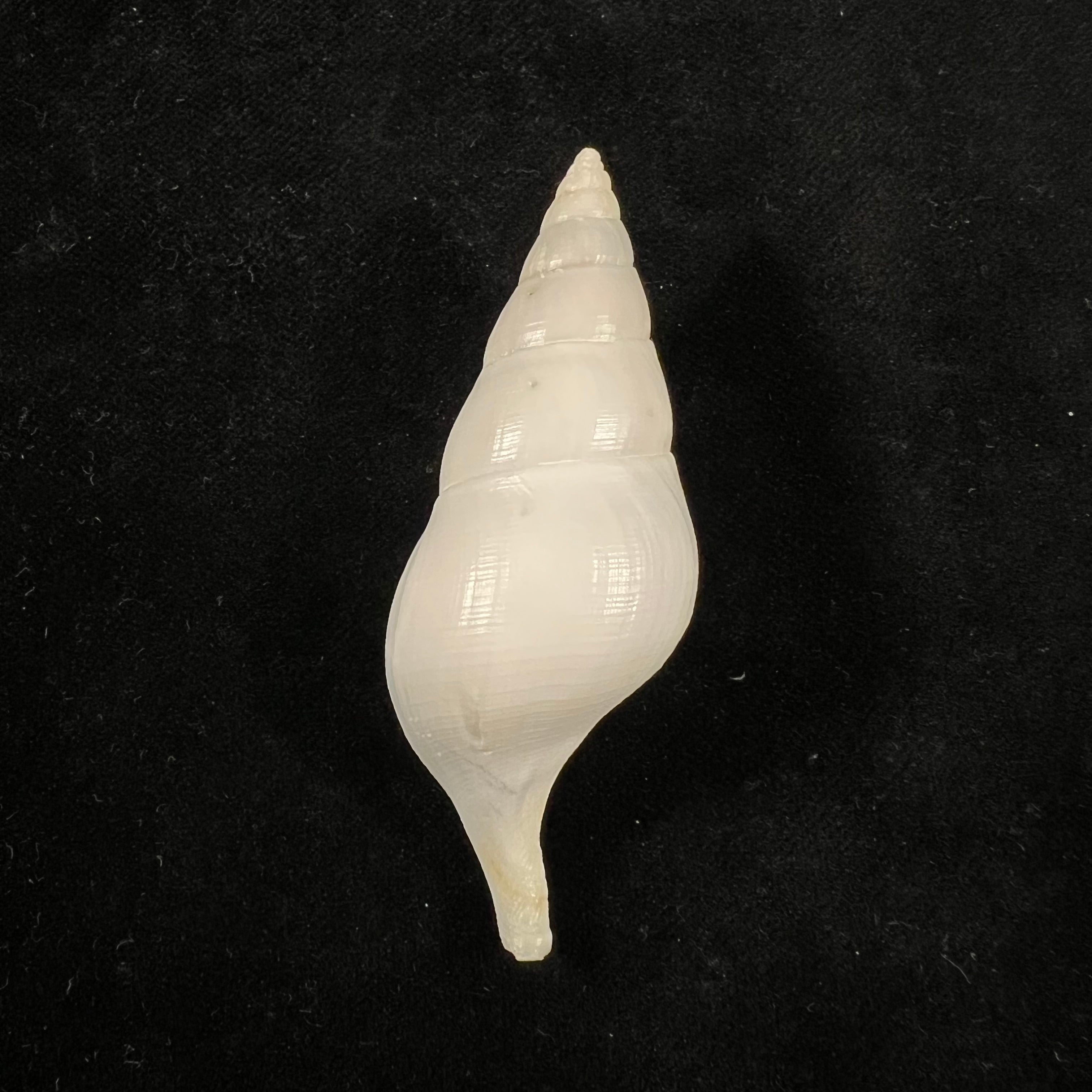 Colus jeffreysianus (P. Fischer, 1868) - 67,1mm