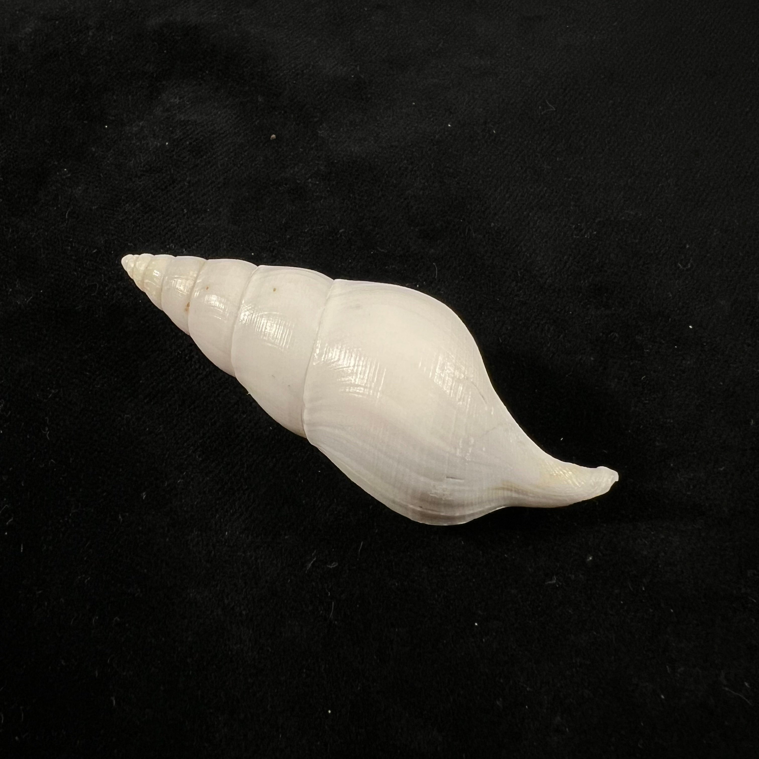 Colus jeffreysianus (P. Fischer, 1868) - 67,1mm