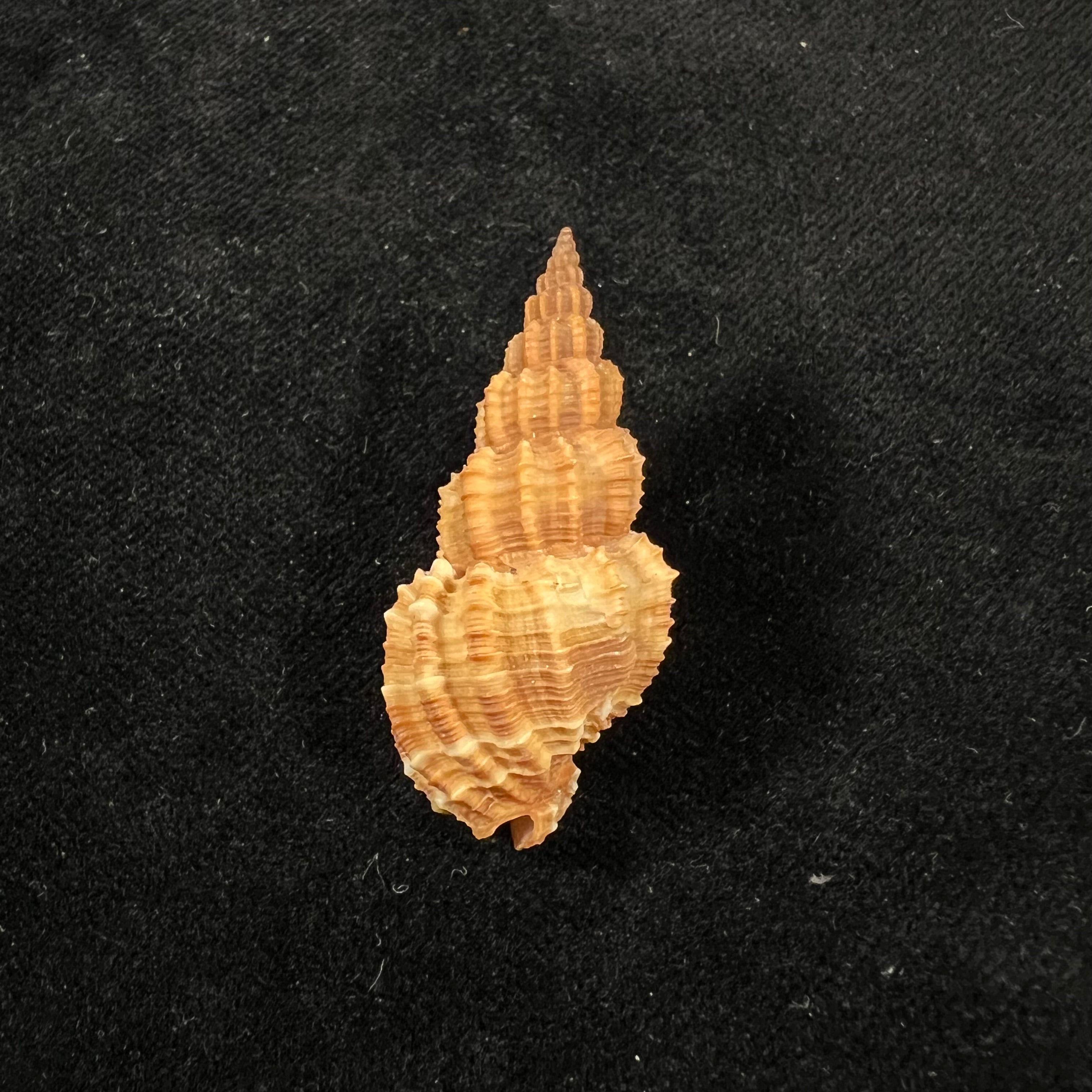 刺五加(Linnaeus,1758)- 41,8毫米