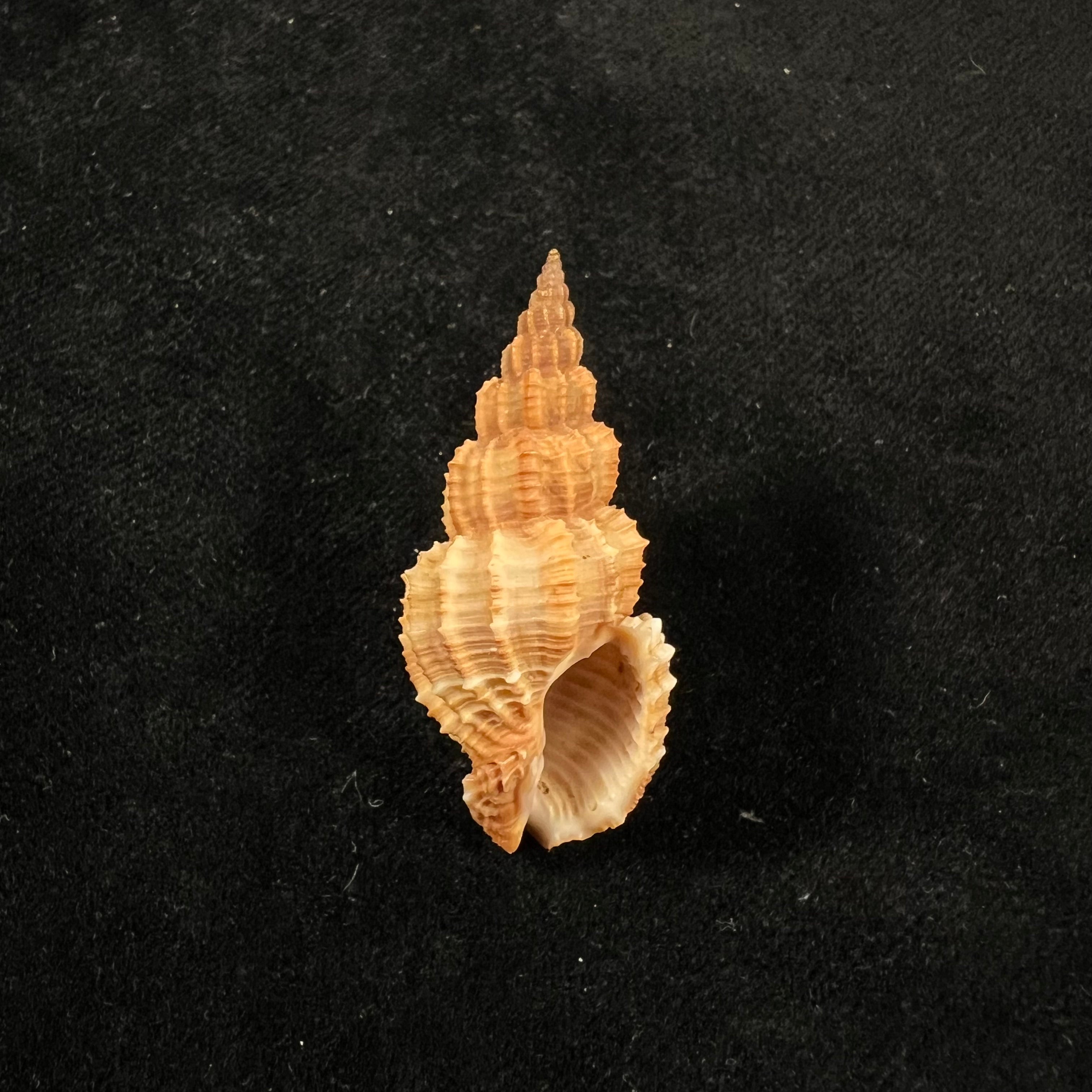 刺五加(Linnaeus,1758)- 41,8毫米