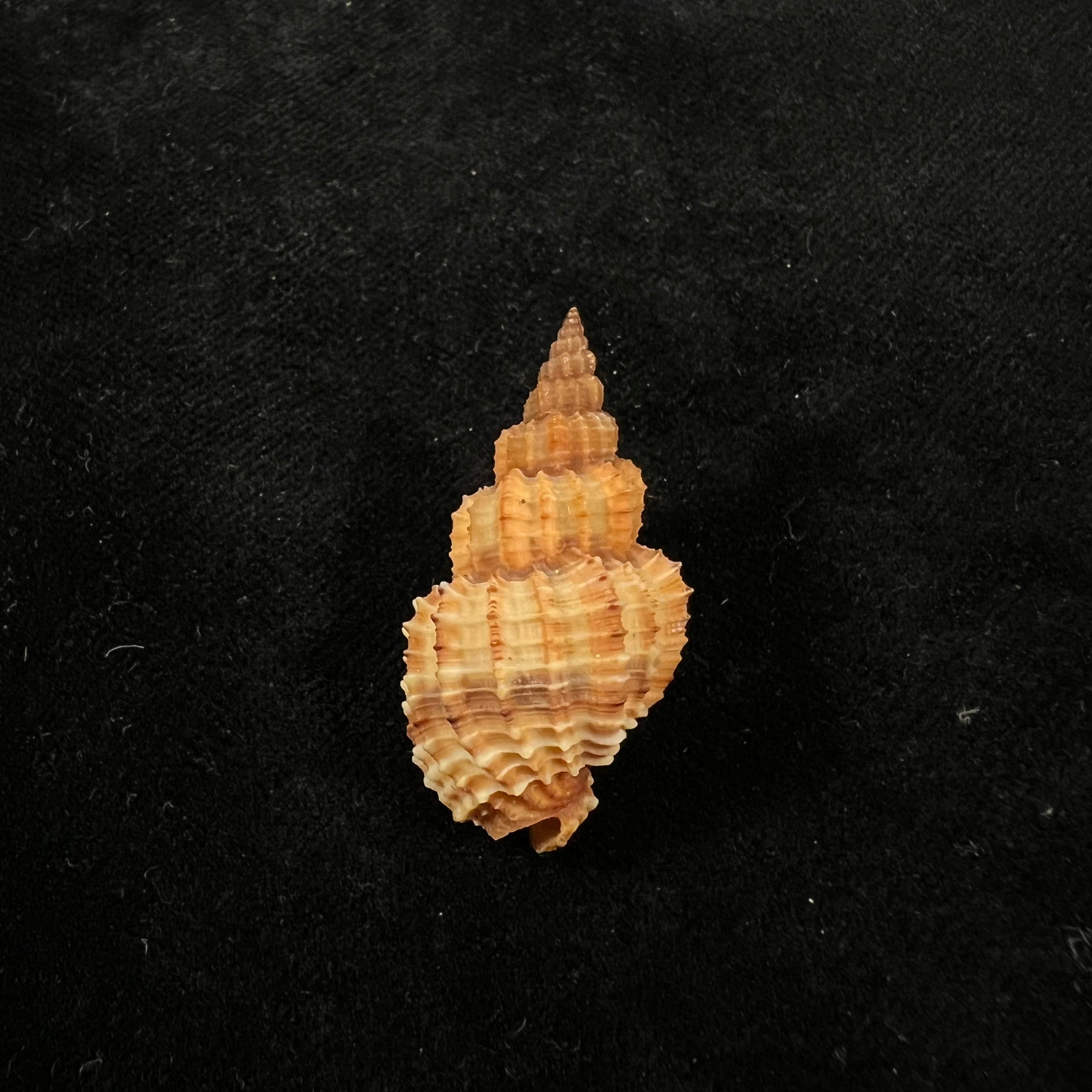 刺五加(Linnaeus,1758)- 35,7毫米