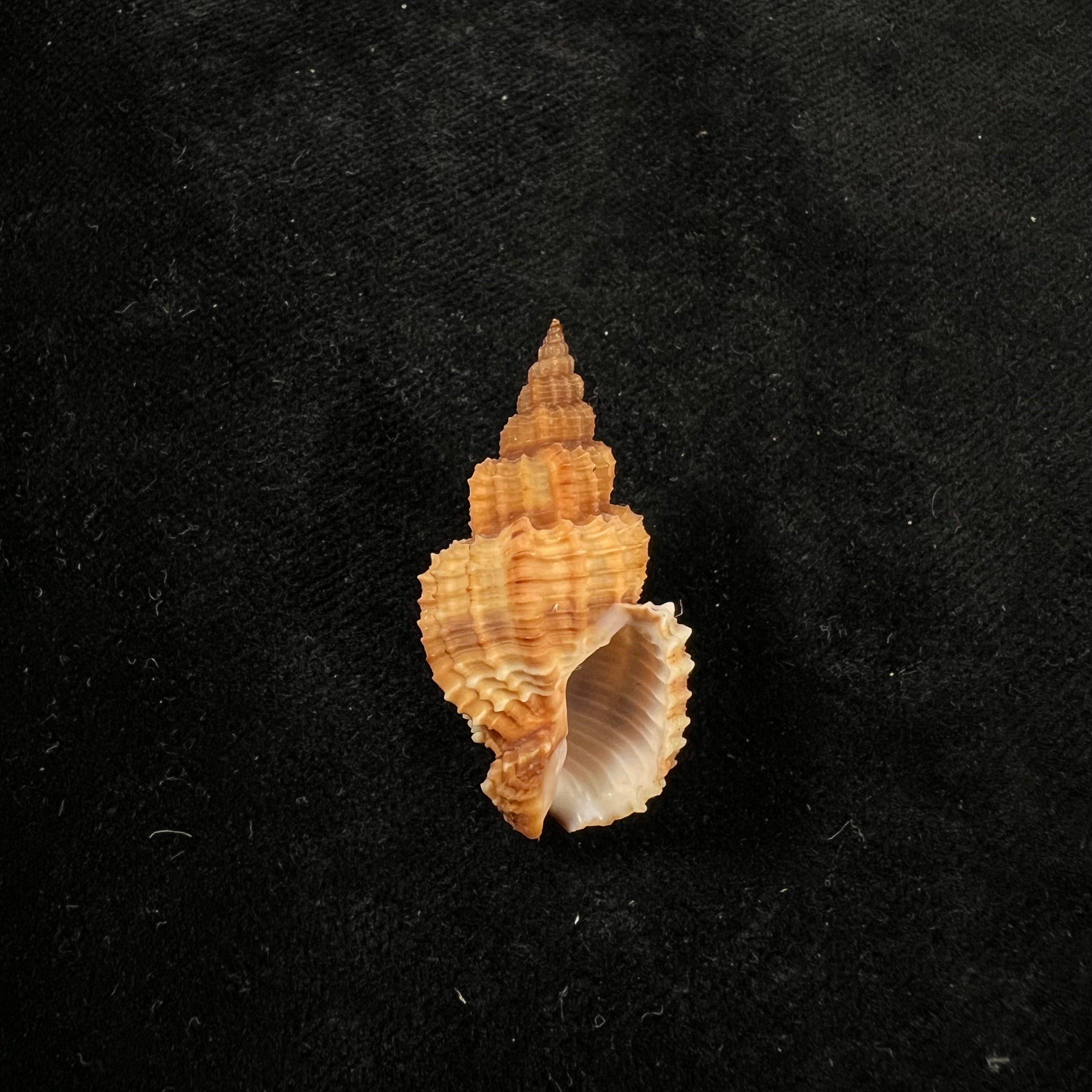 刺五加(Linnaeus,1758)- 35,7毫米