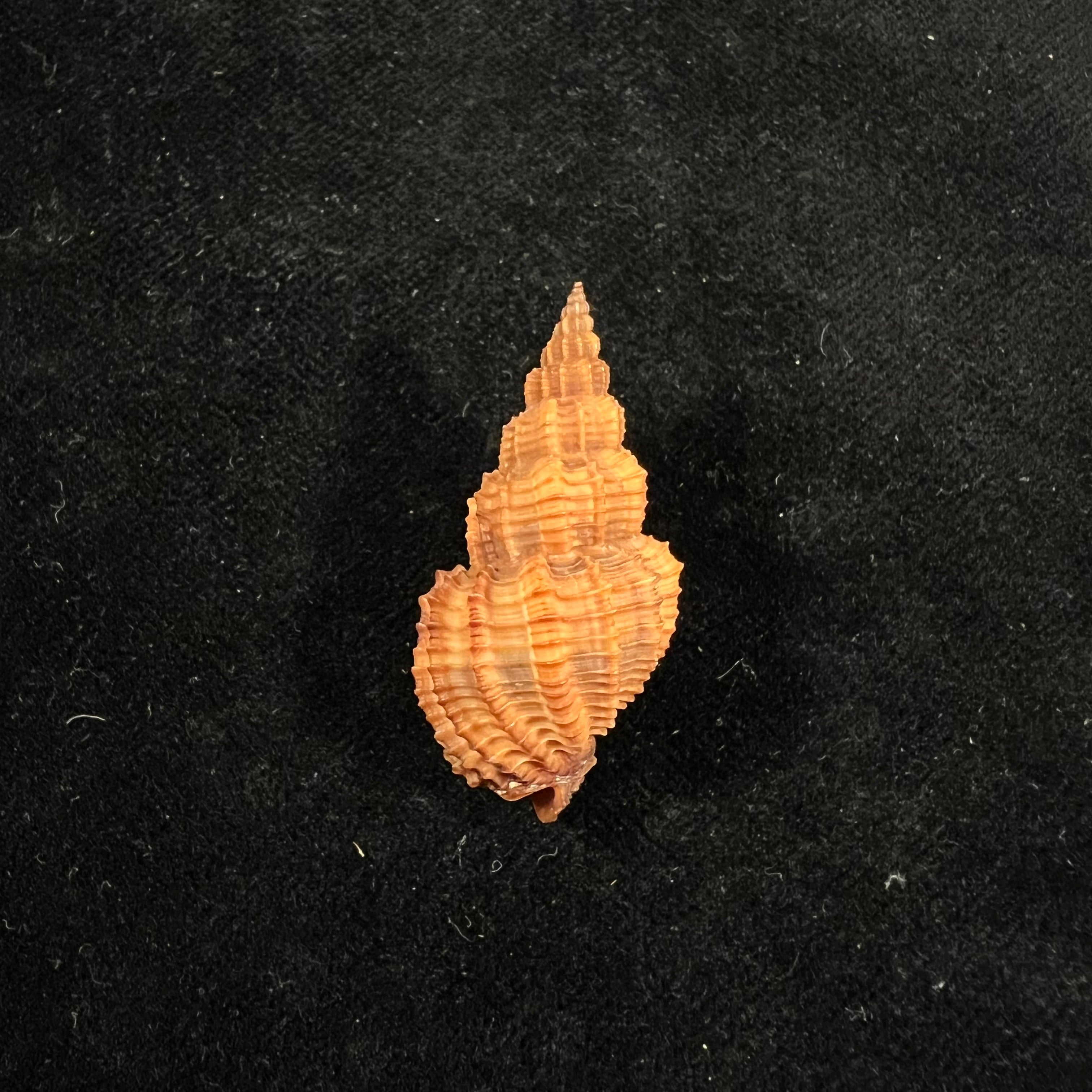 Phos Senticosus (林奈, 1758) - 37mm