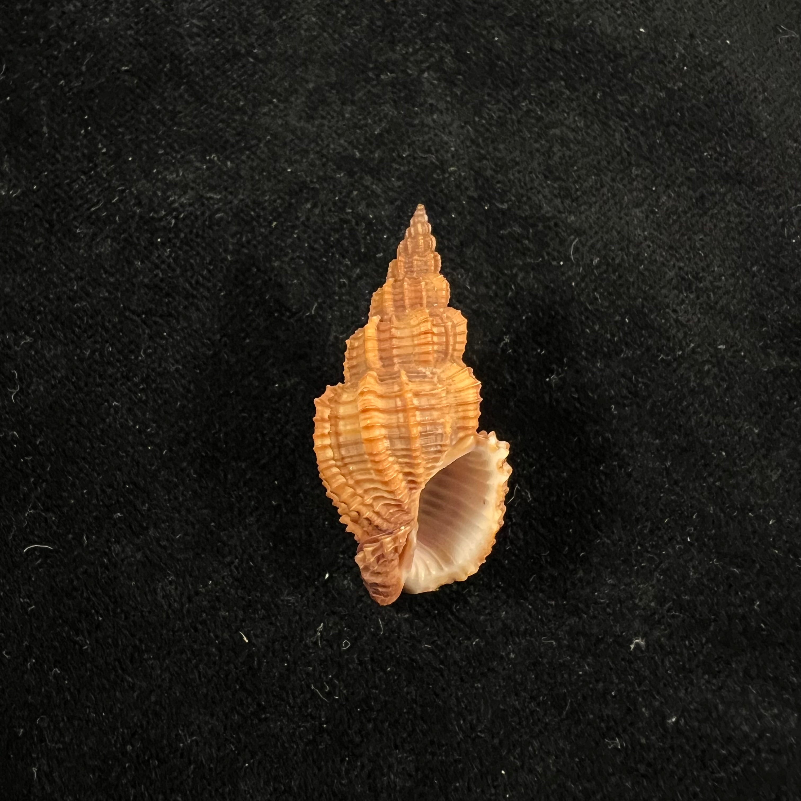 Phos Senticosus (林奈, 1758) - 37mm